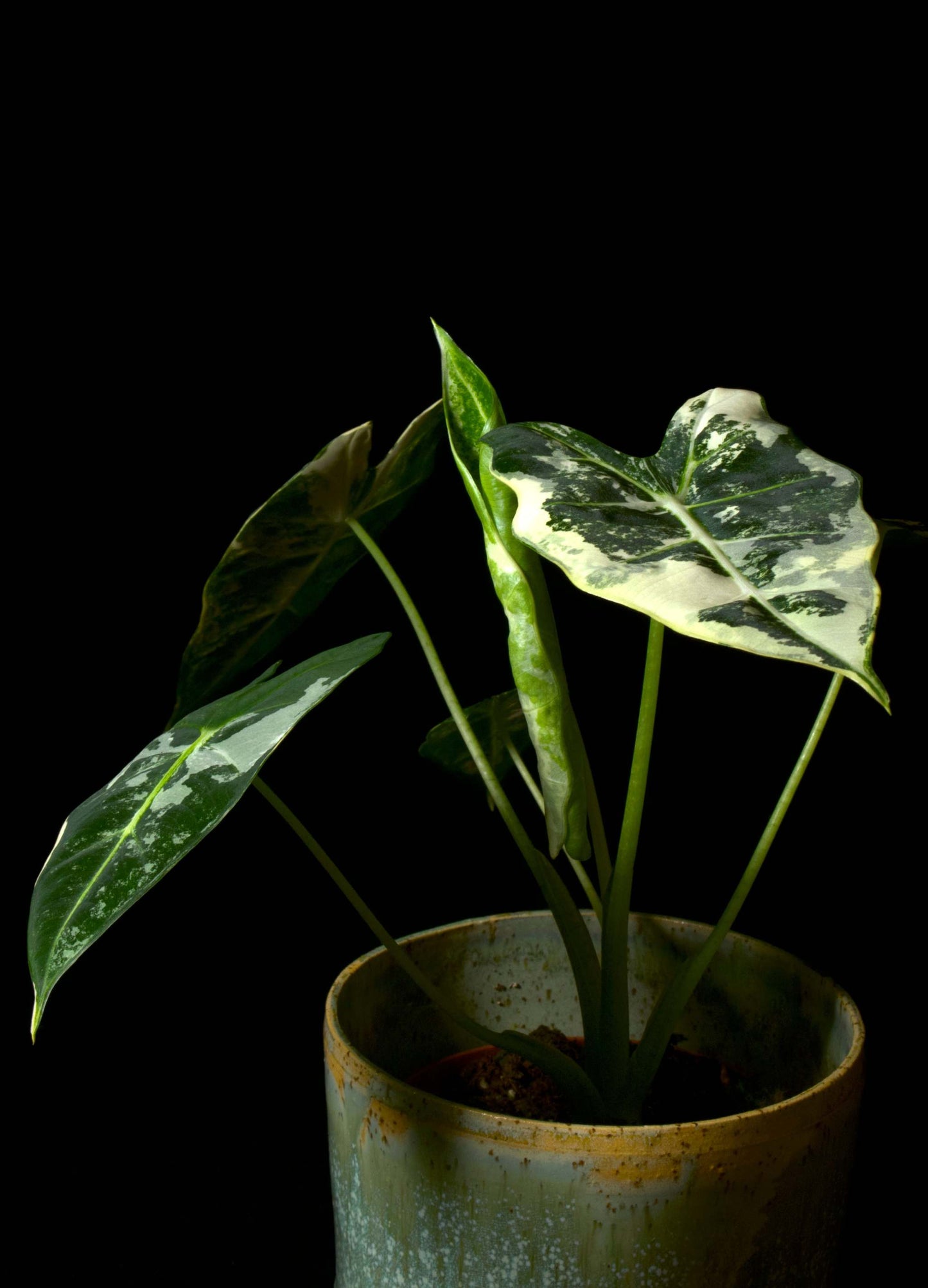 alocasia frydek 2