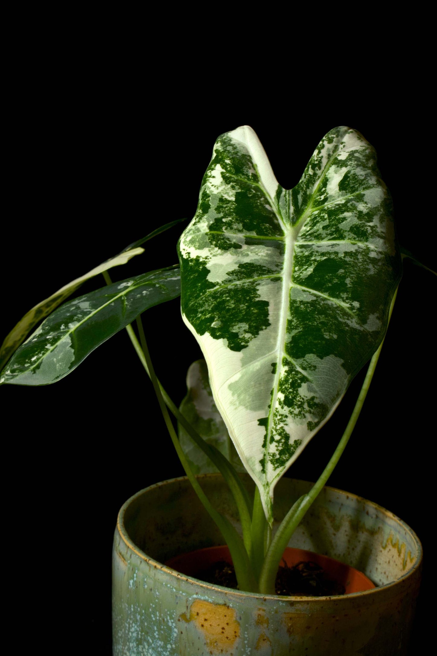 alocasia frydek