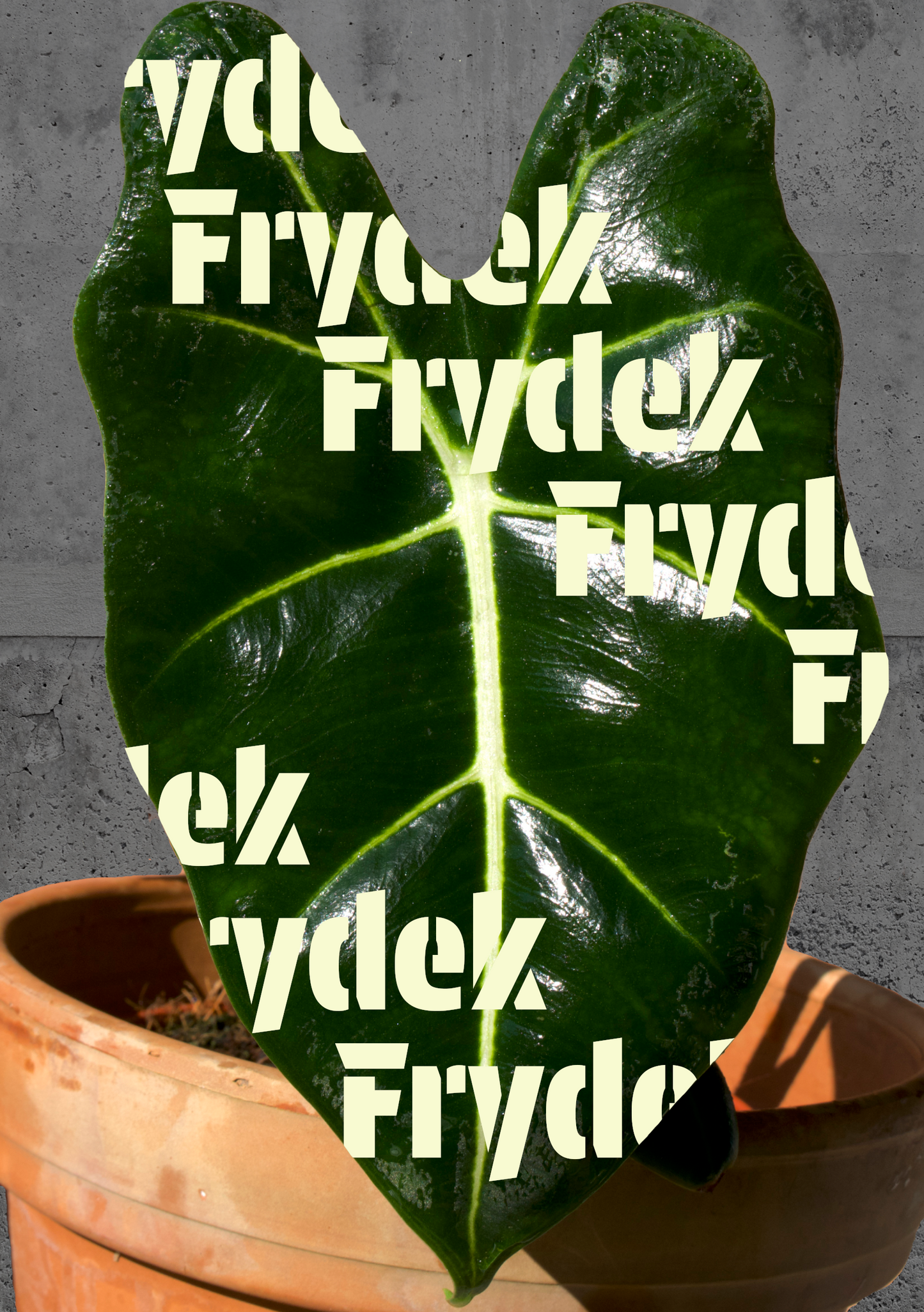 Alocasia micholitziana 'Frydek'