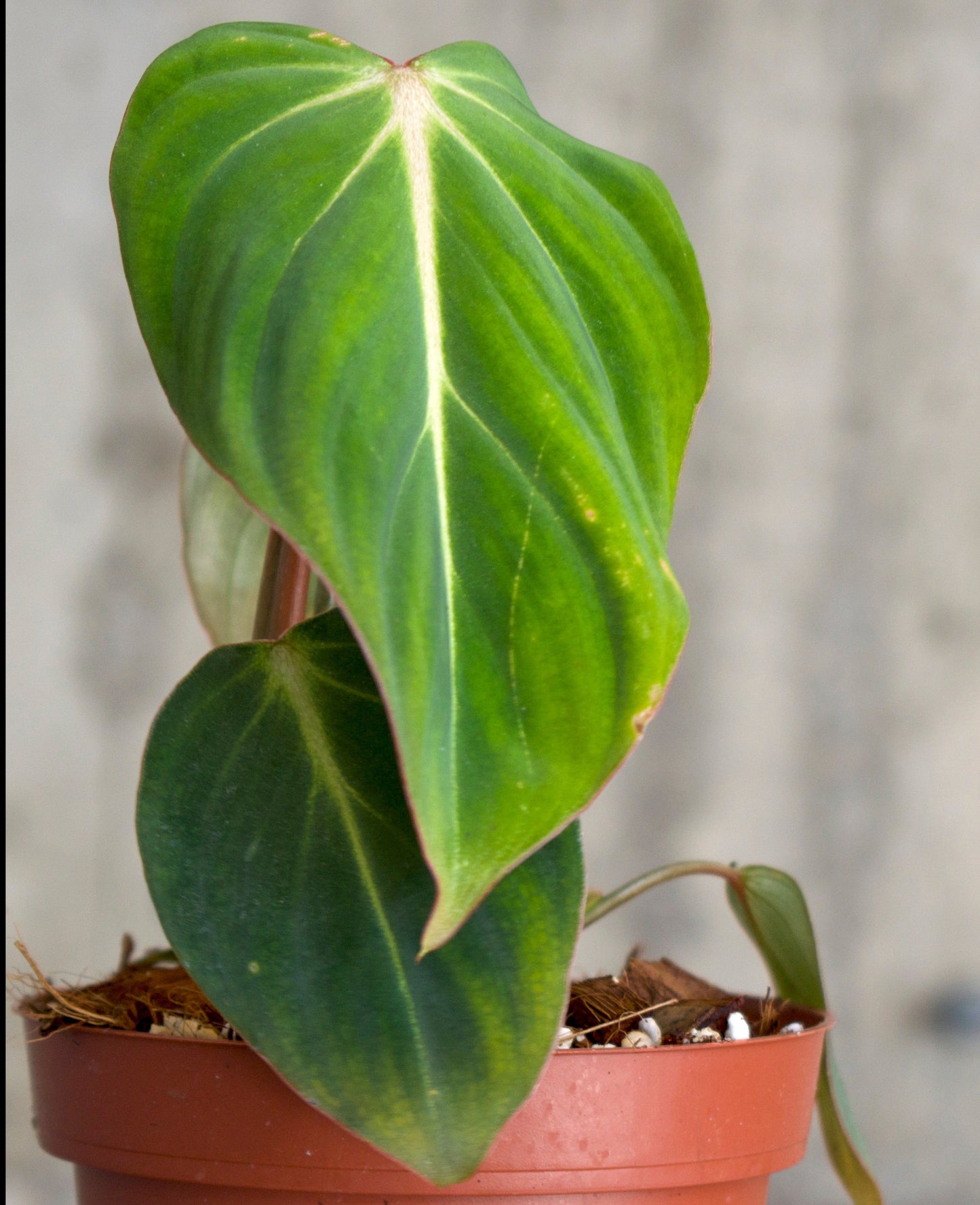 Philodendron Gloriosum