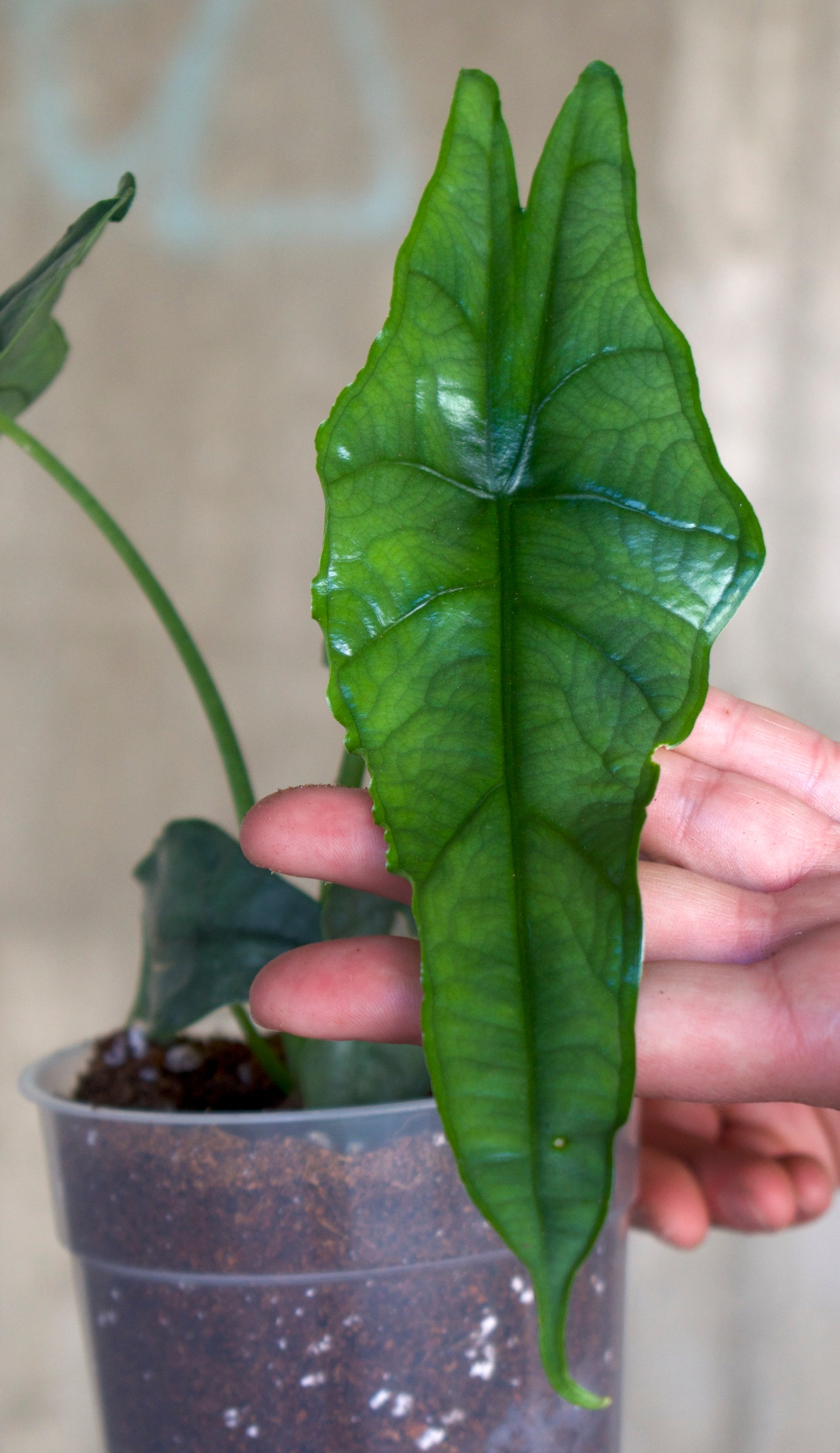 Alocasia Heterophylla 'Dragon's breath' 