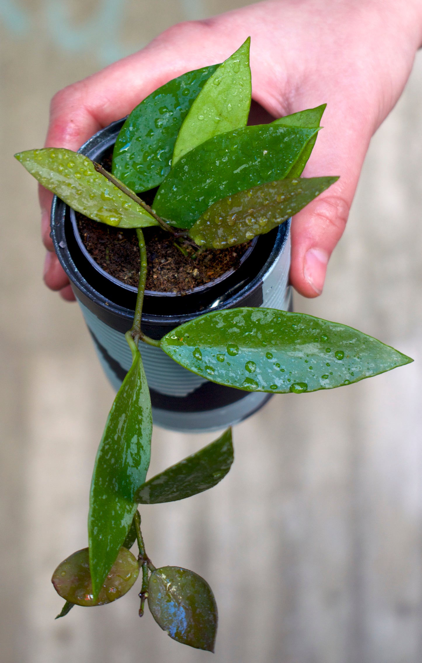 Hoya Pubicalyx