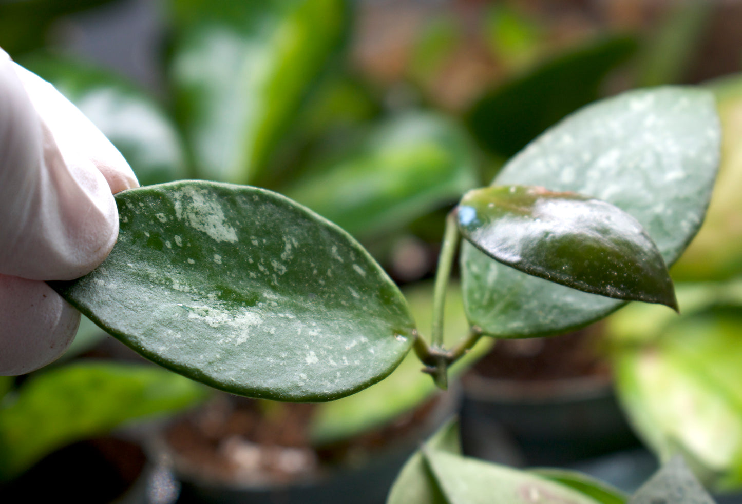 Hoya Pubicalyx