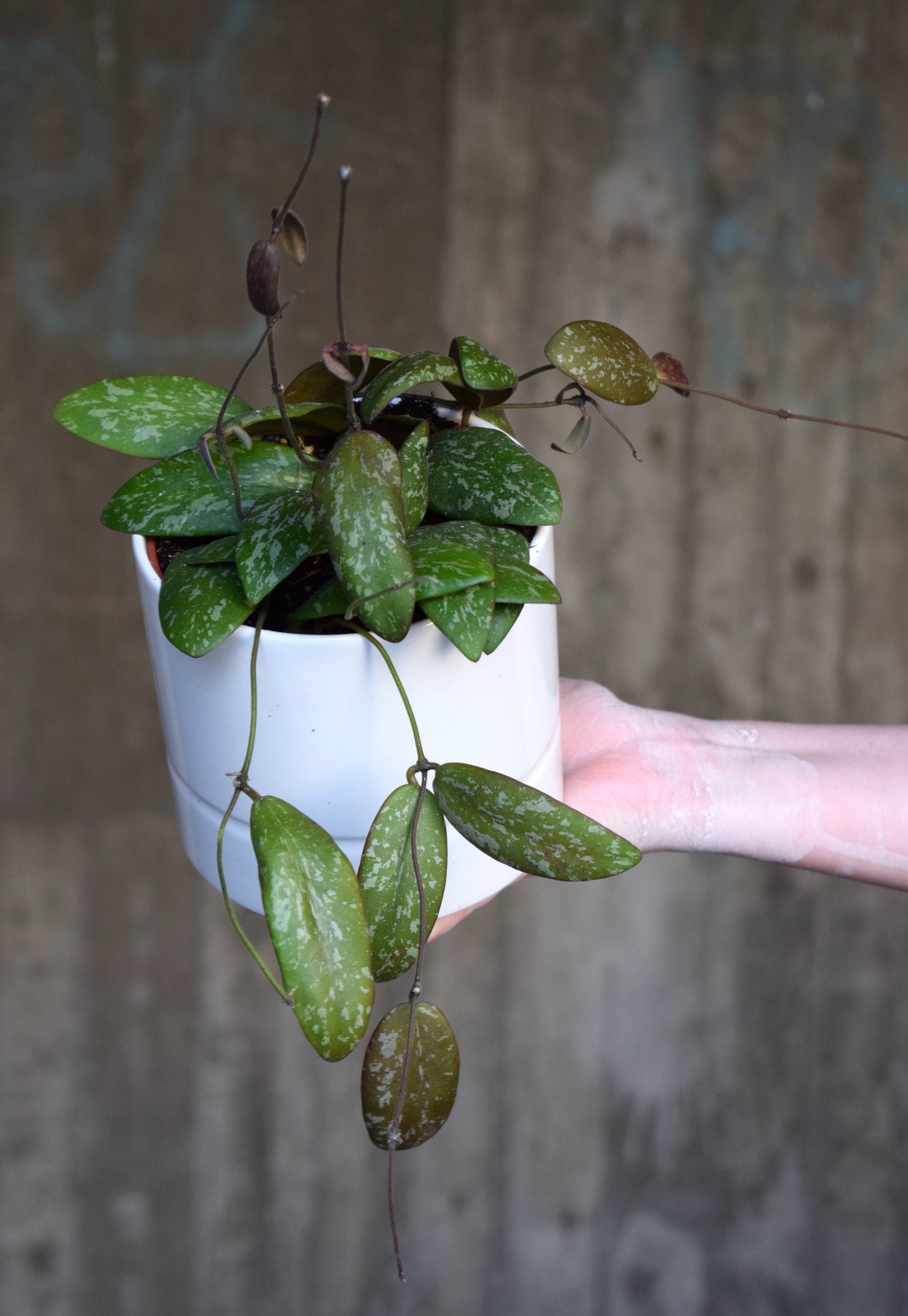 Hoya Sp. Aff Sigillatis