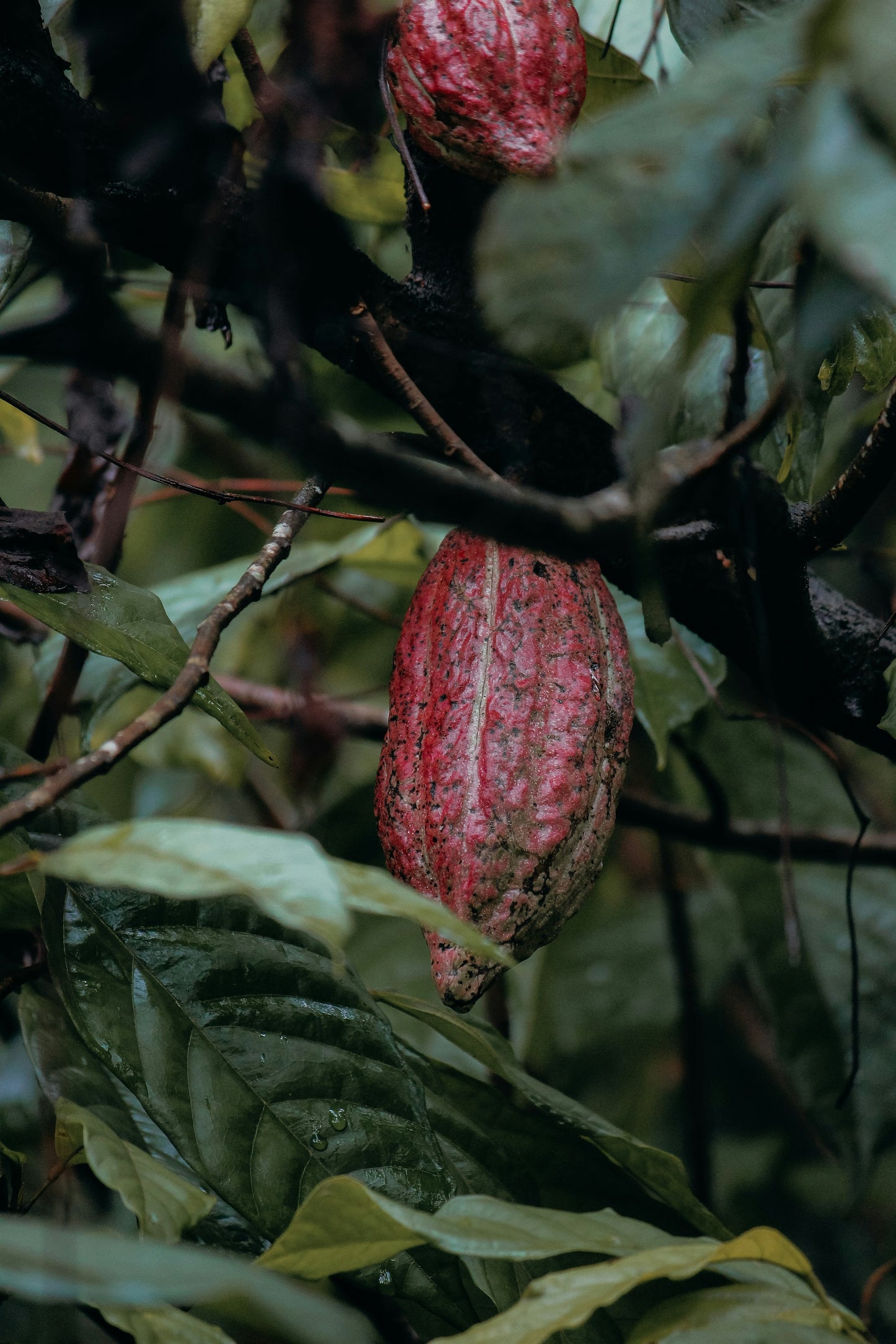 Cacao tree, 'Theobroma cacao'