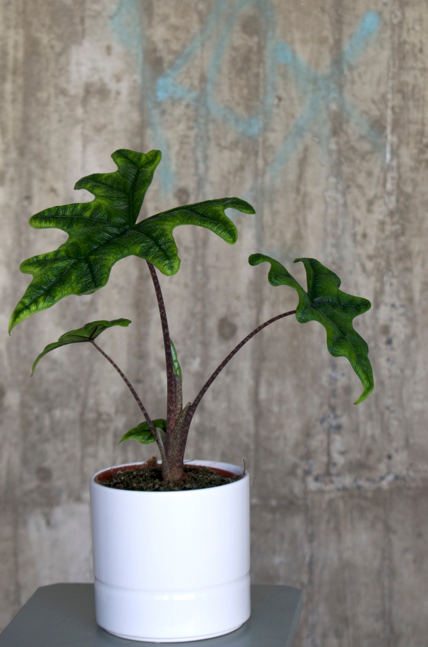 Alocasia Tandurusa 'Jacklyn'