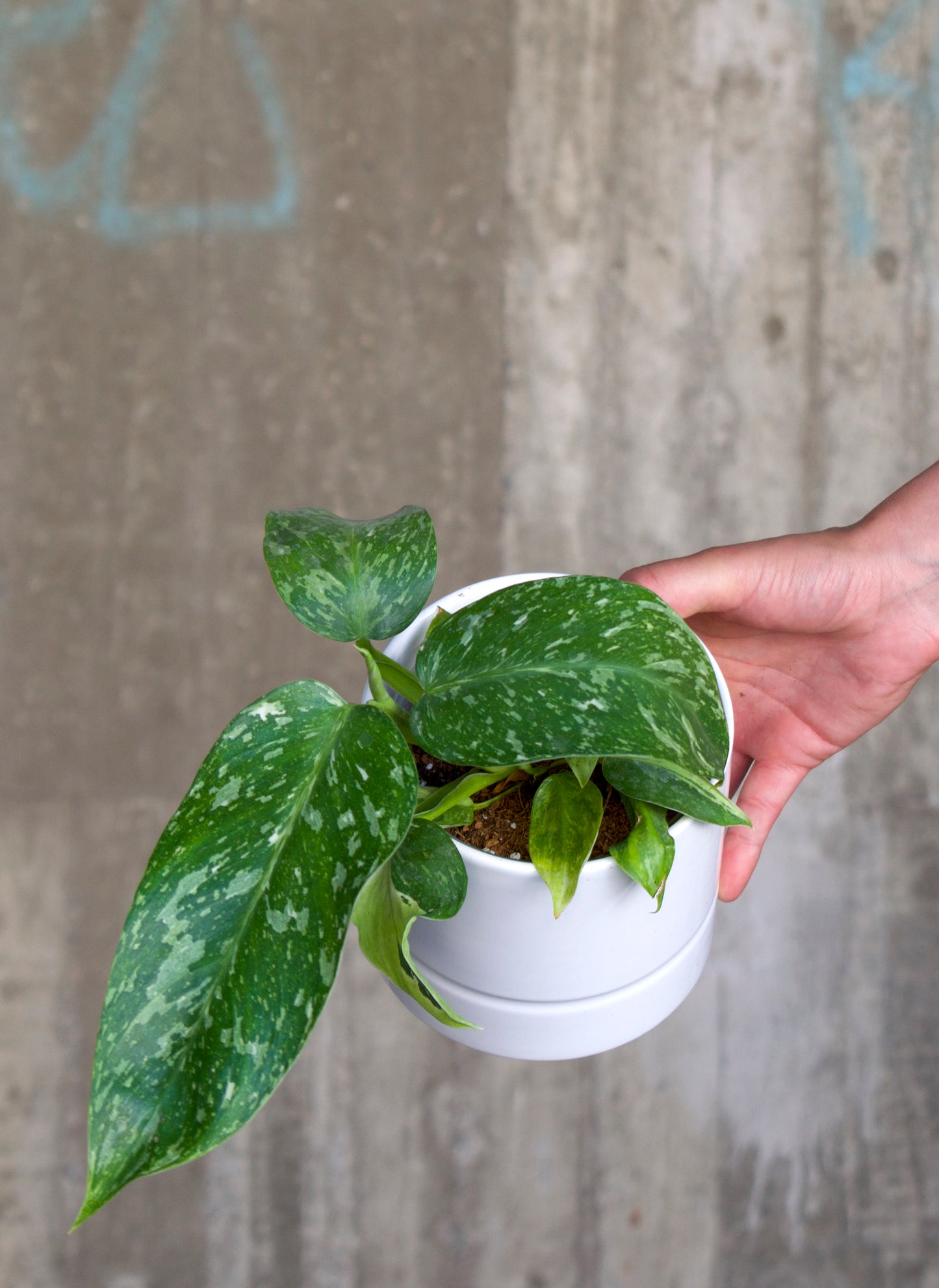 Philodendron 'Jose Buono'