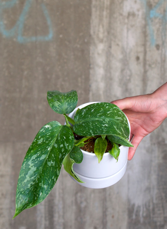 Philodendron 'Jose Buono'