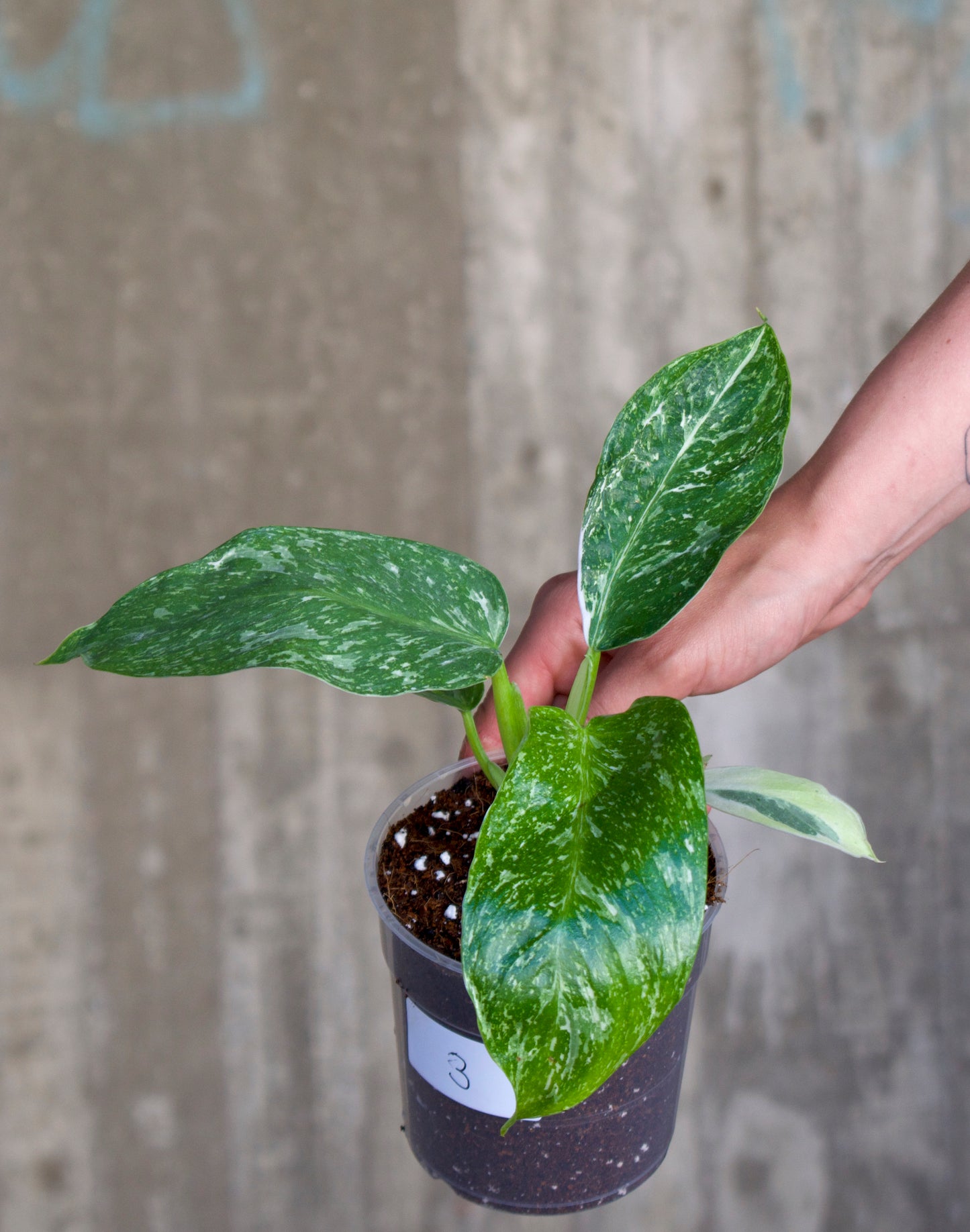 Philodendron 'Jose Buono'