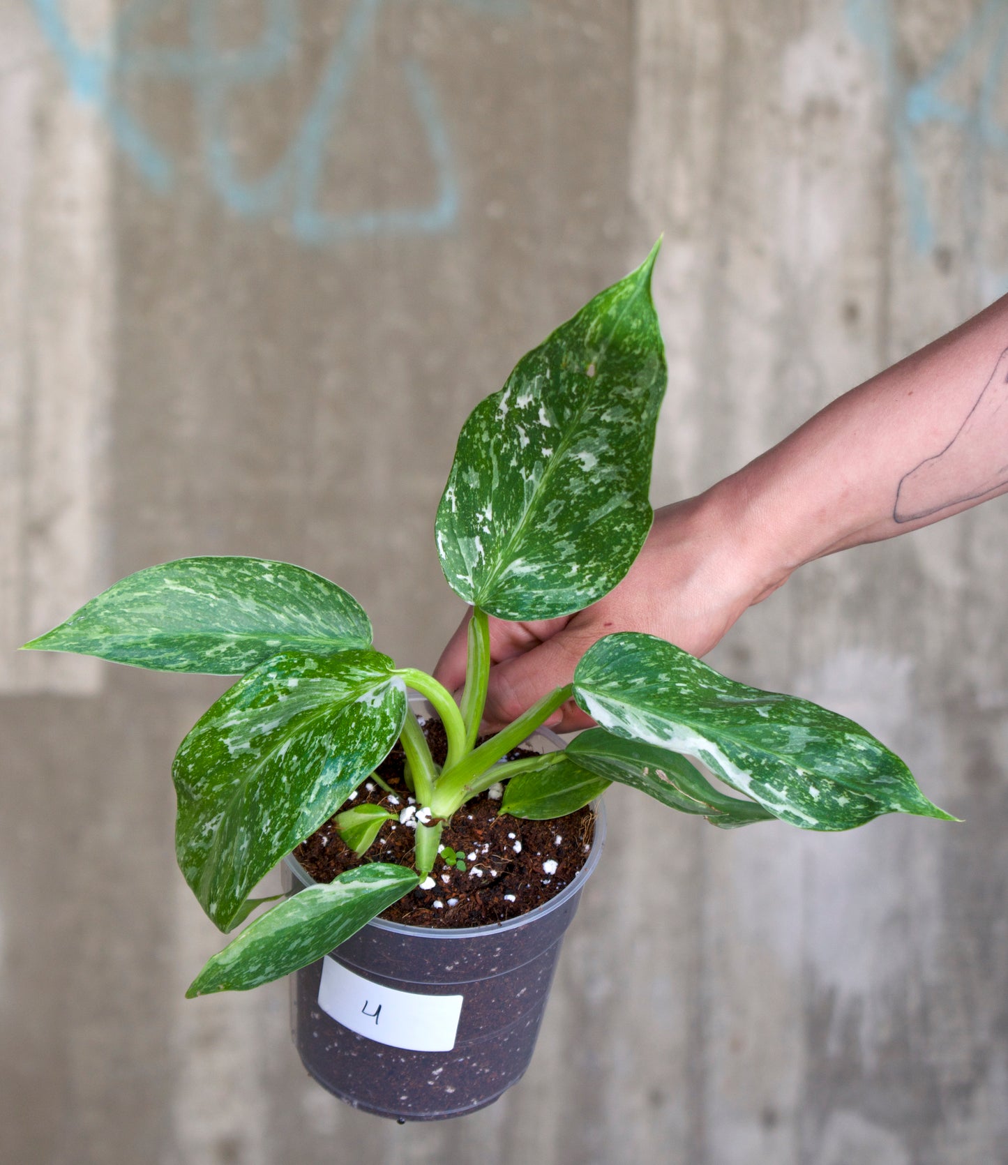 Philodendron 'Jose Buono'