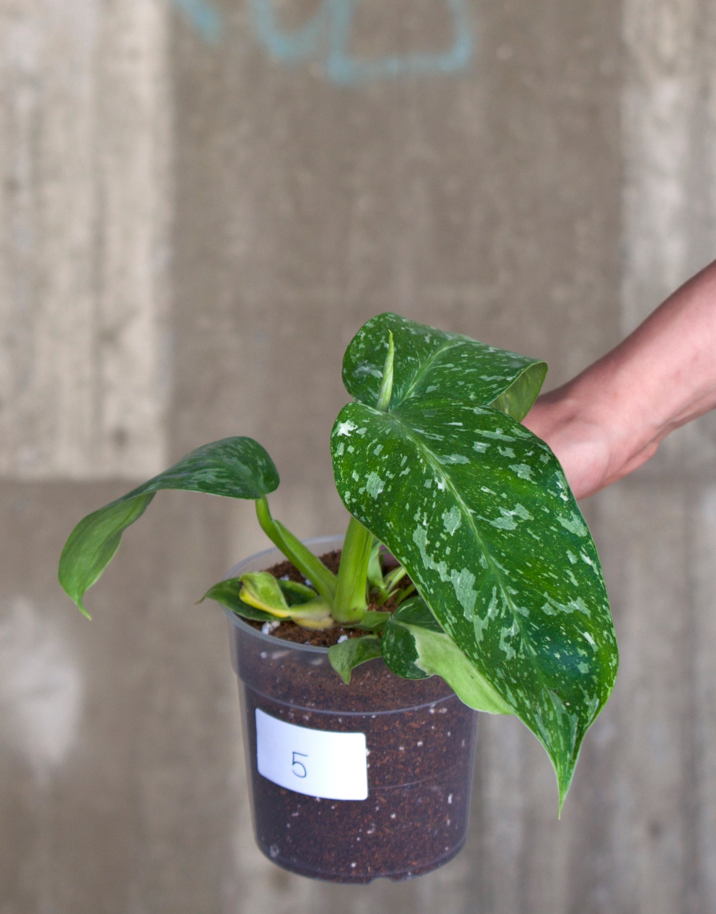 Philodendron 'Jose Buono'