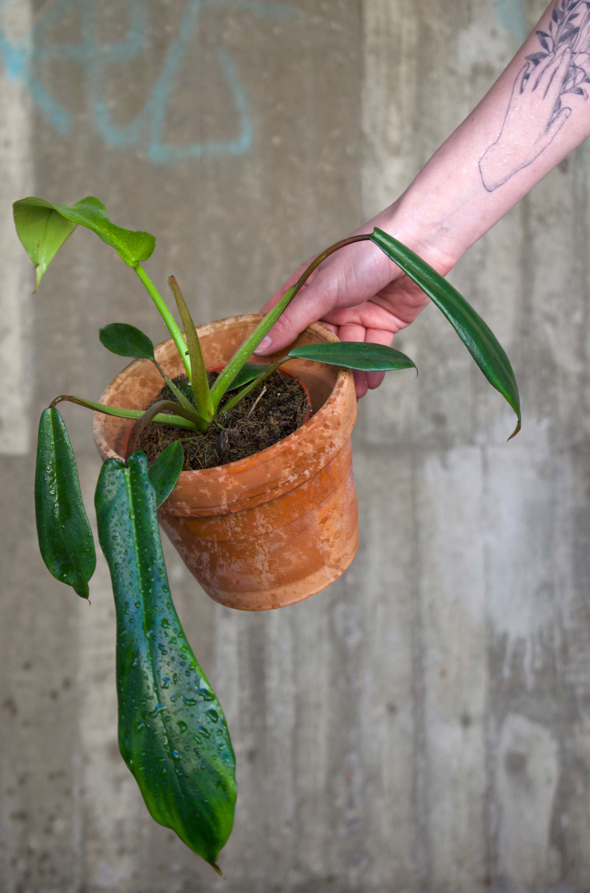 Philodendron Joepii offers - juvenile aroid plant