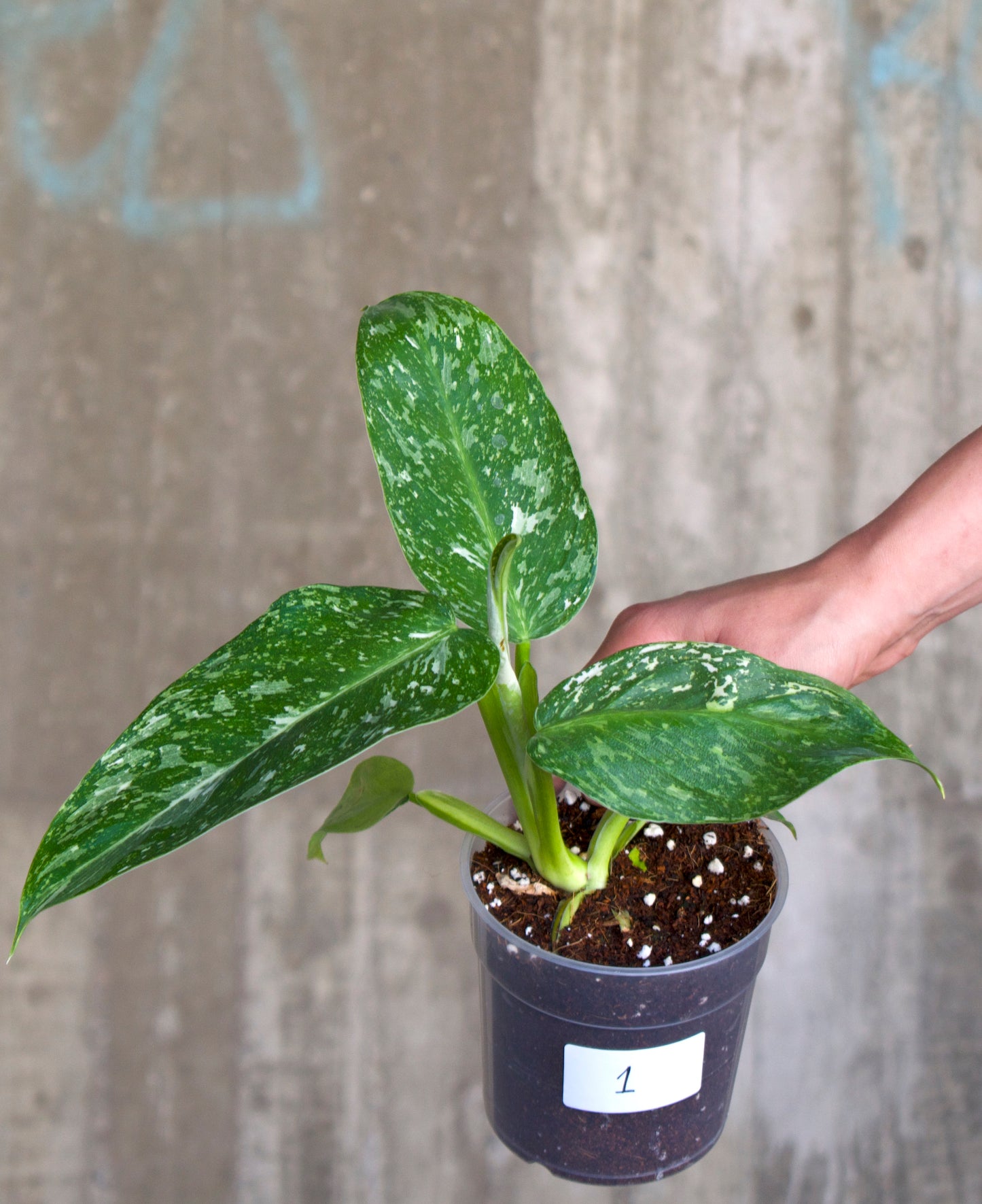 Philodendron 'Jose Buono'