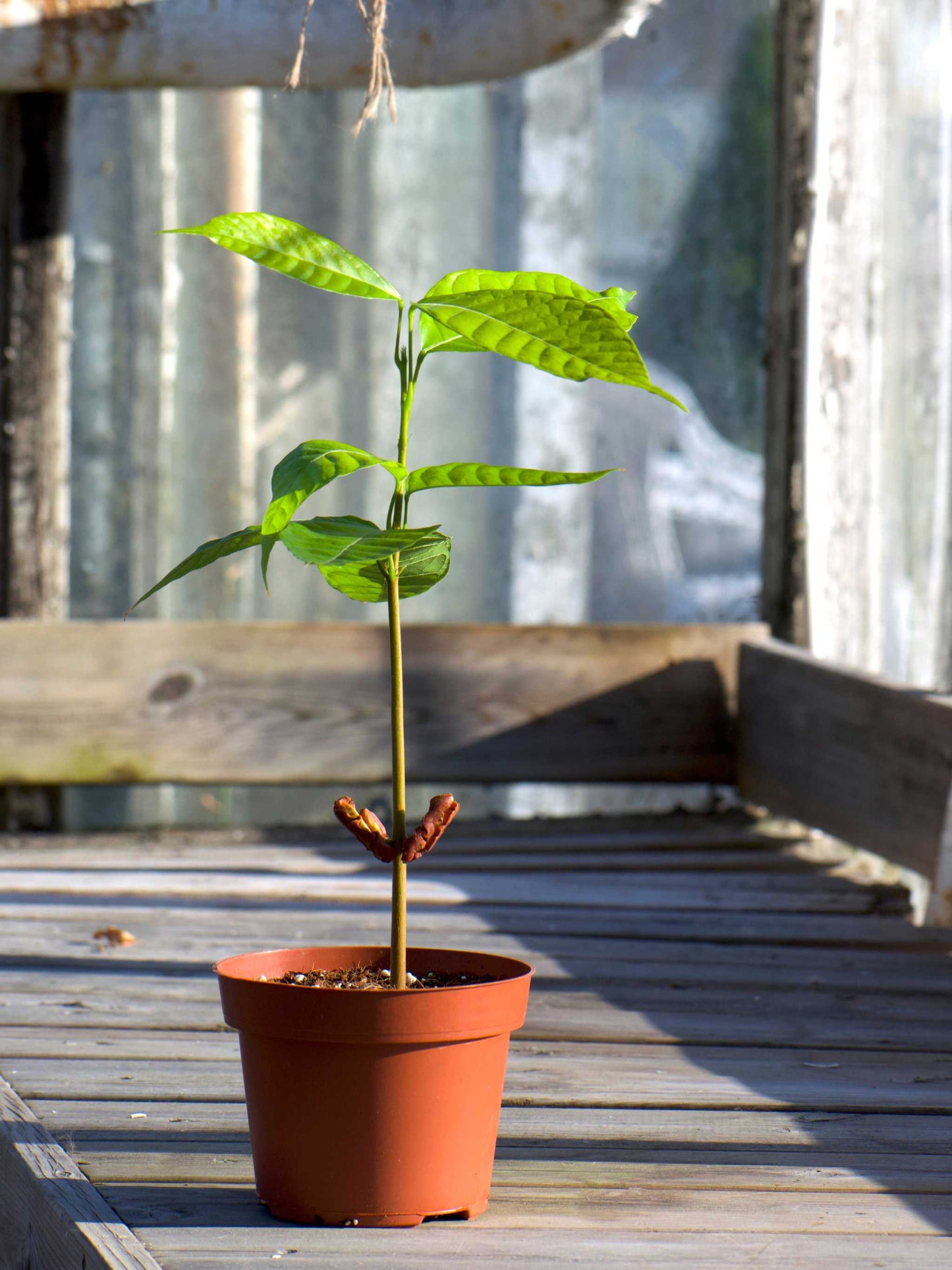 Kakaobaum 'Theobroma cacao'