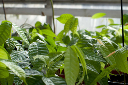 Kakaobaum 'Theobroma cacao'
