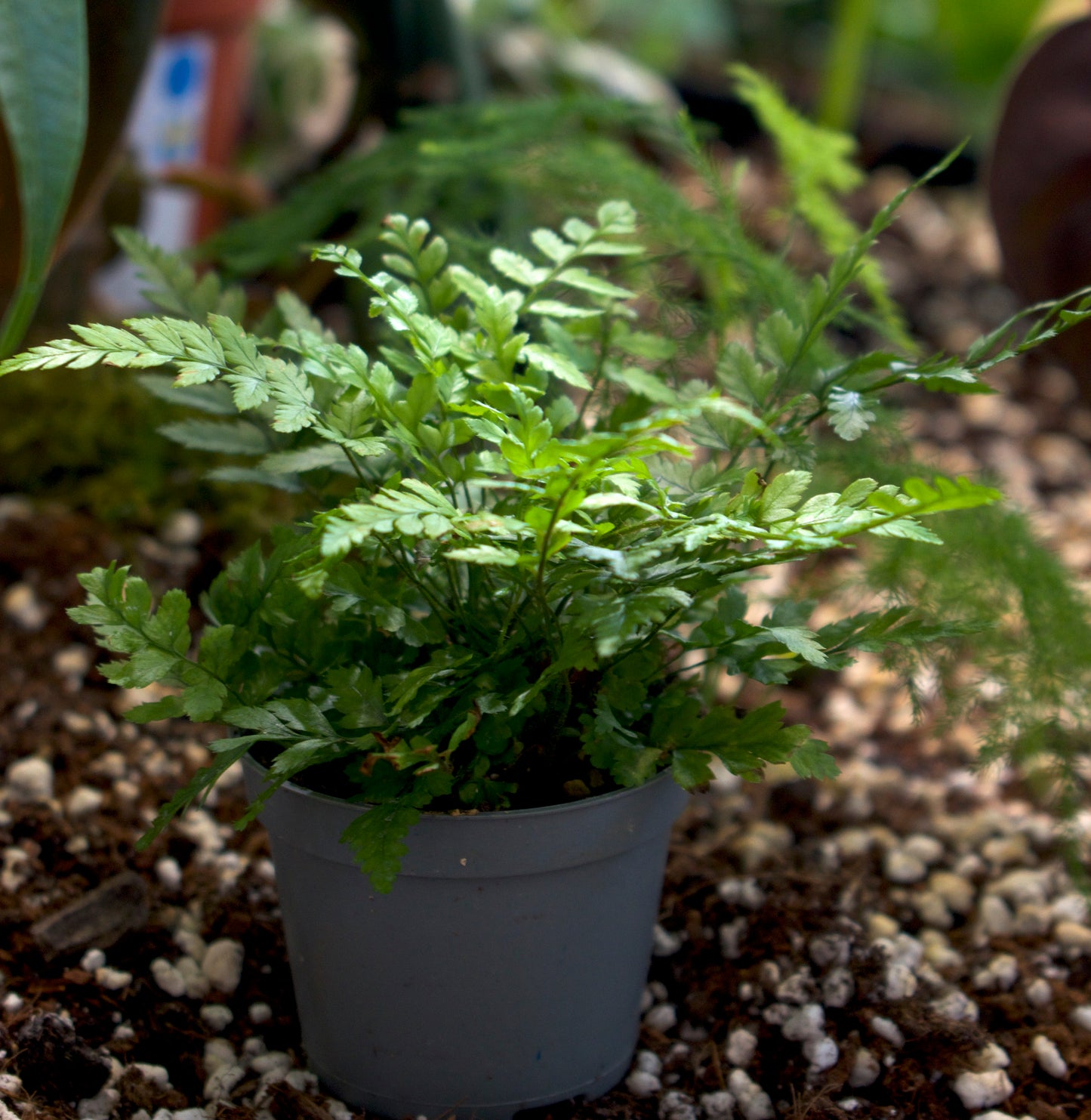 Spear fern(s) 'Nephrolepis'