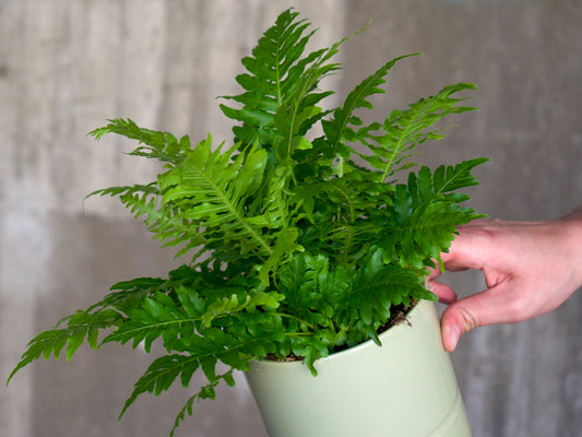 Blechnum Gibbum, trädormbunke