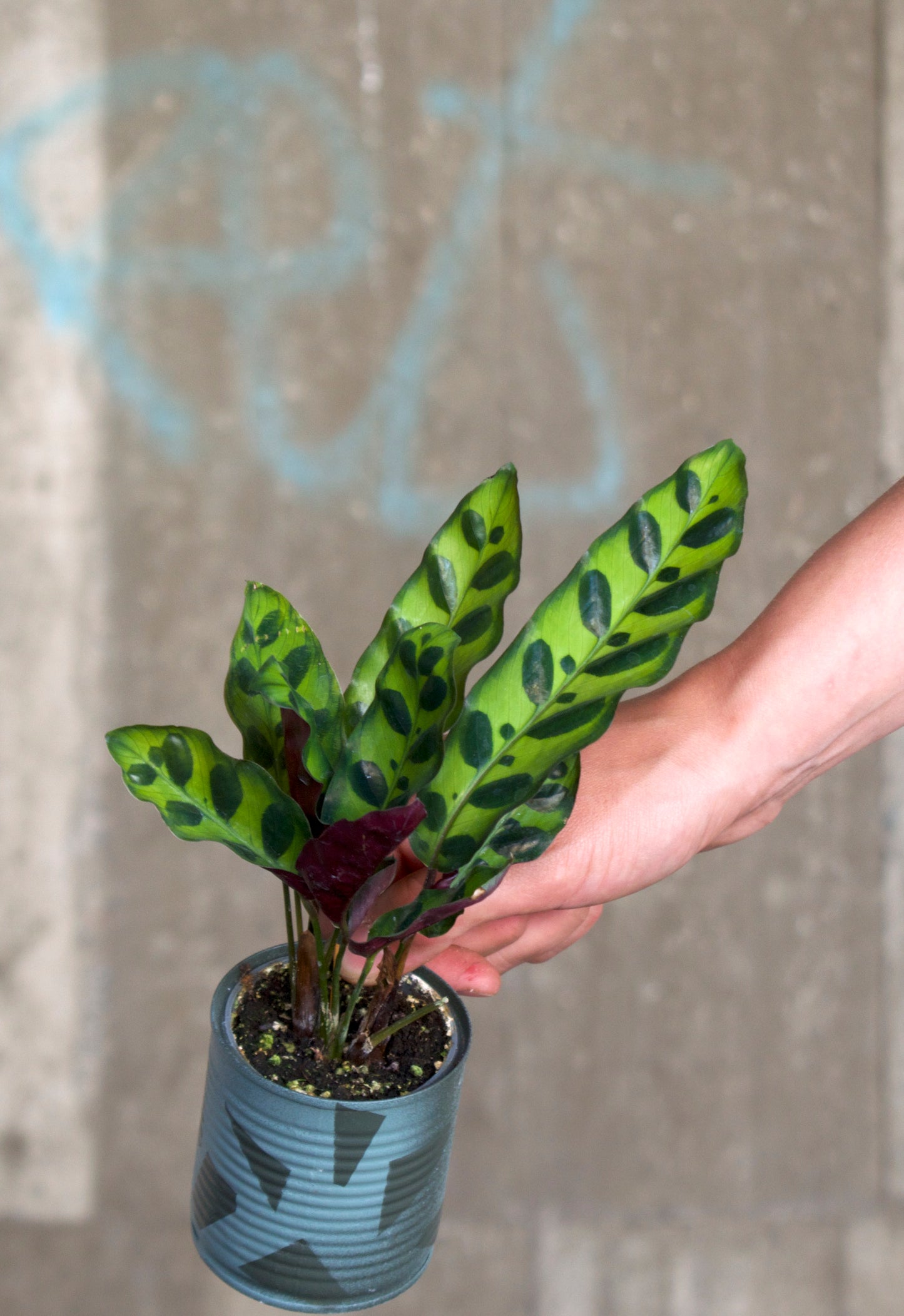 Calathea Lancifolia