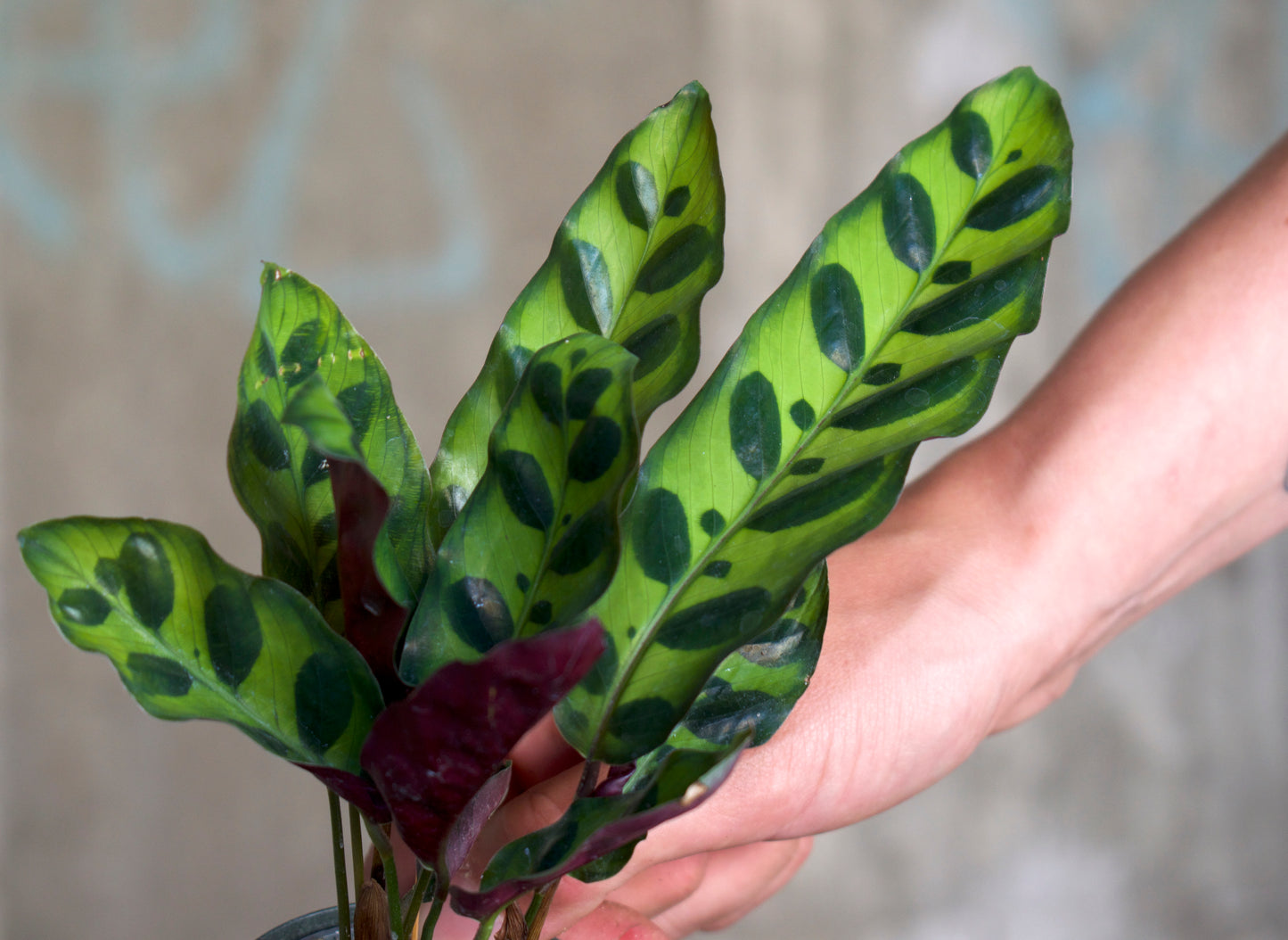 Calathea Lancifolia