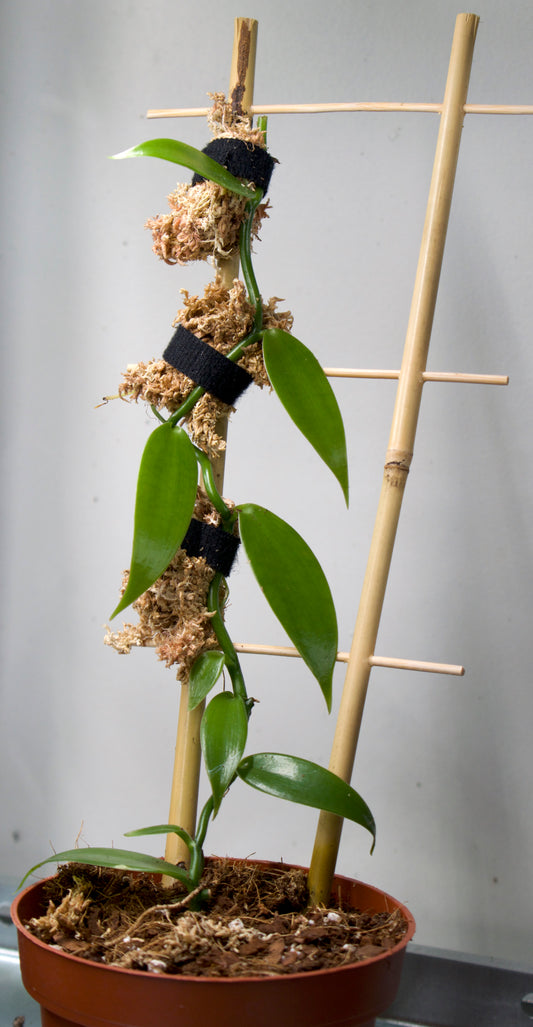 Vaniljorkidé 'Vanilla Planifolia' planta