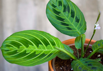 Maranta Leuconeura 'Lemon Lime'