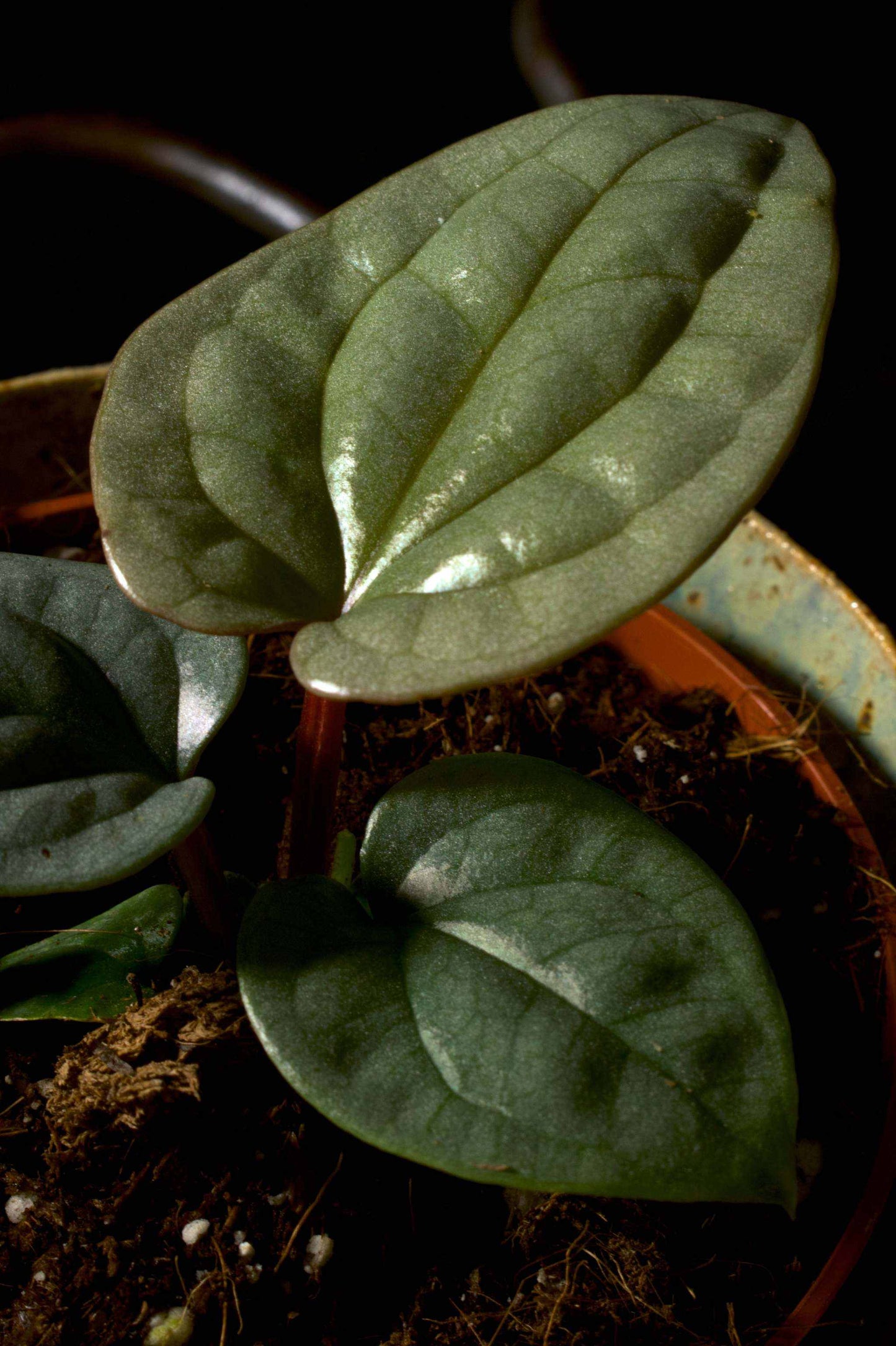 ett blad med de ikoniskt knottriga förhöjningarna som kännetecknar Anthurium Luxurians