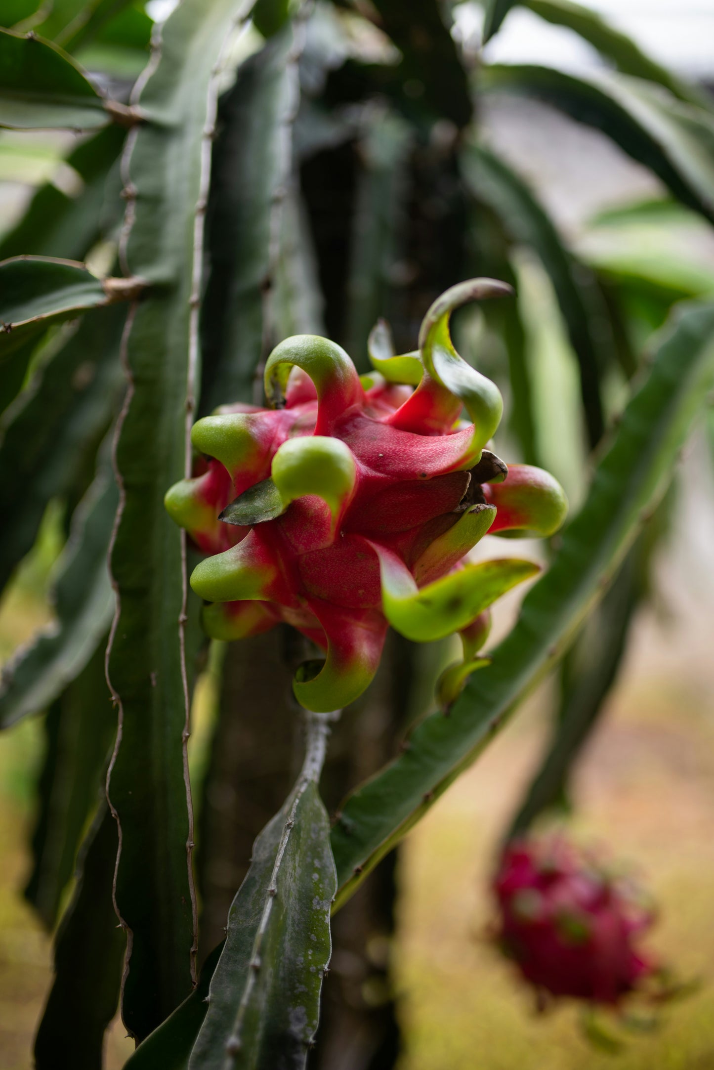 Dragonfruit, 'Pitahaya'