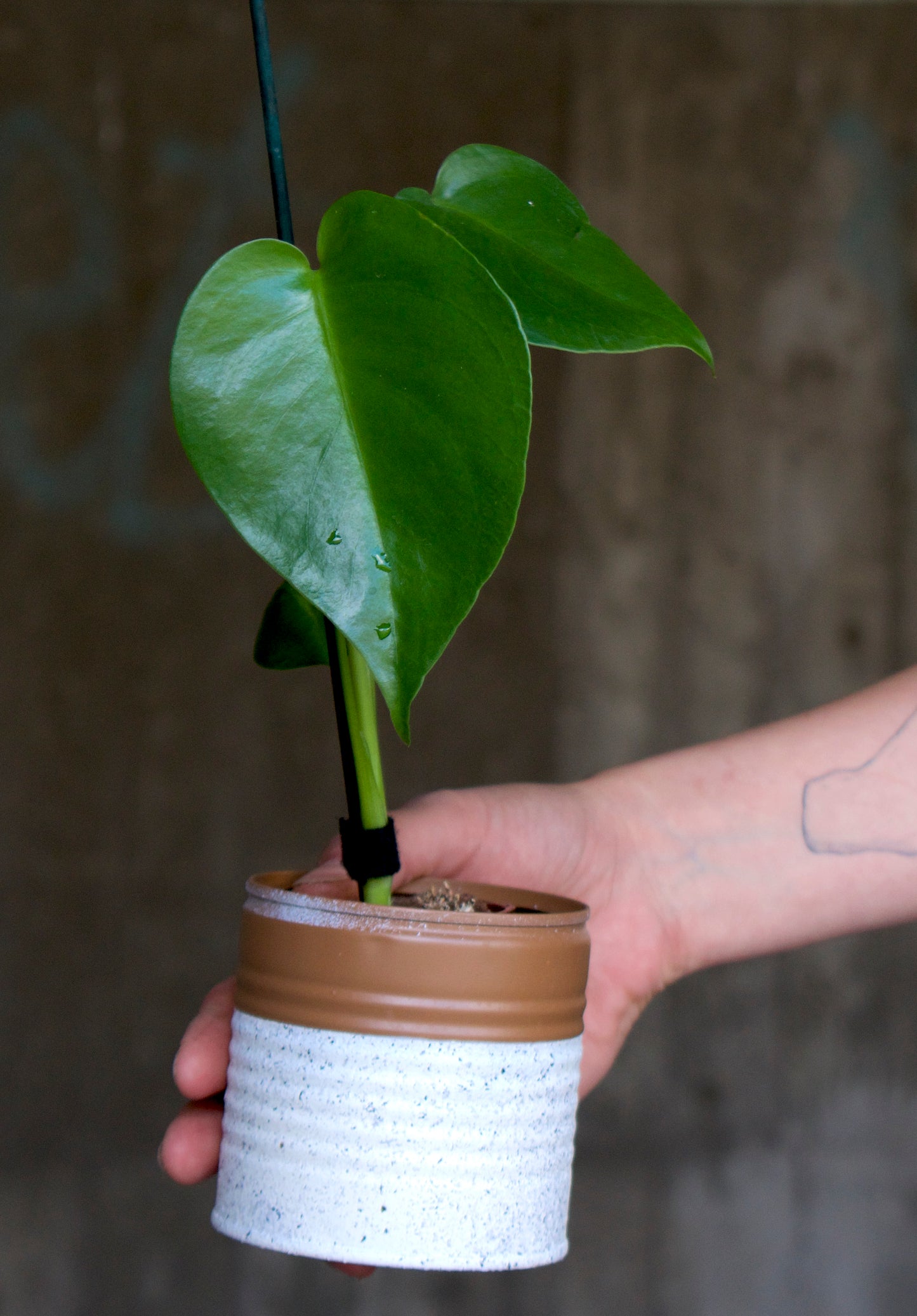 Monstera deliciosa