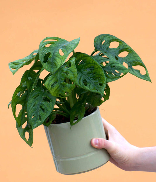 Monstera adansonii 'Monkey mask' medium