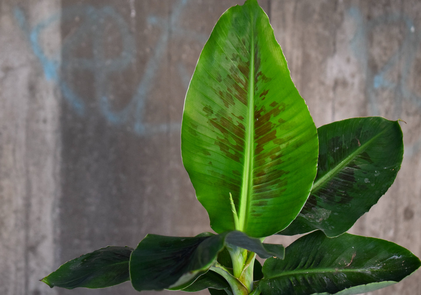 Banana tree 'Musa Dwarf Cavendish' edible