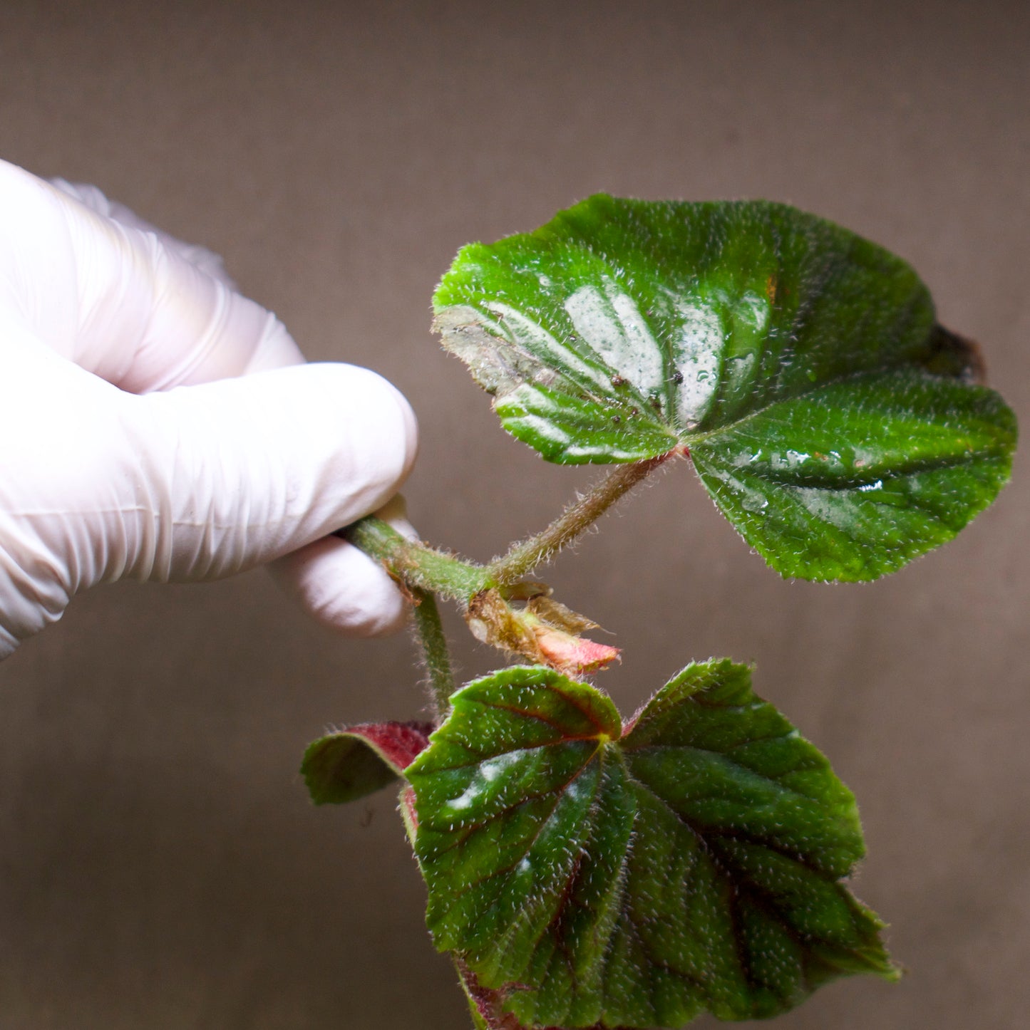 Begonia x credneri 'Oldemor'