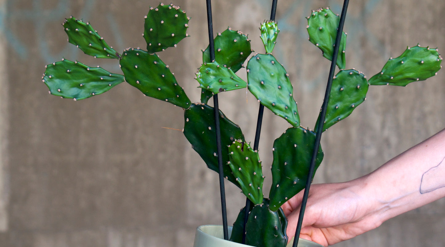 Opuntia Jamaicensis