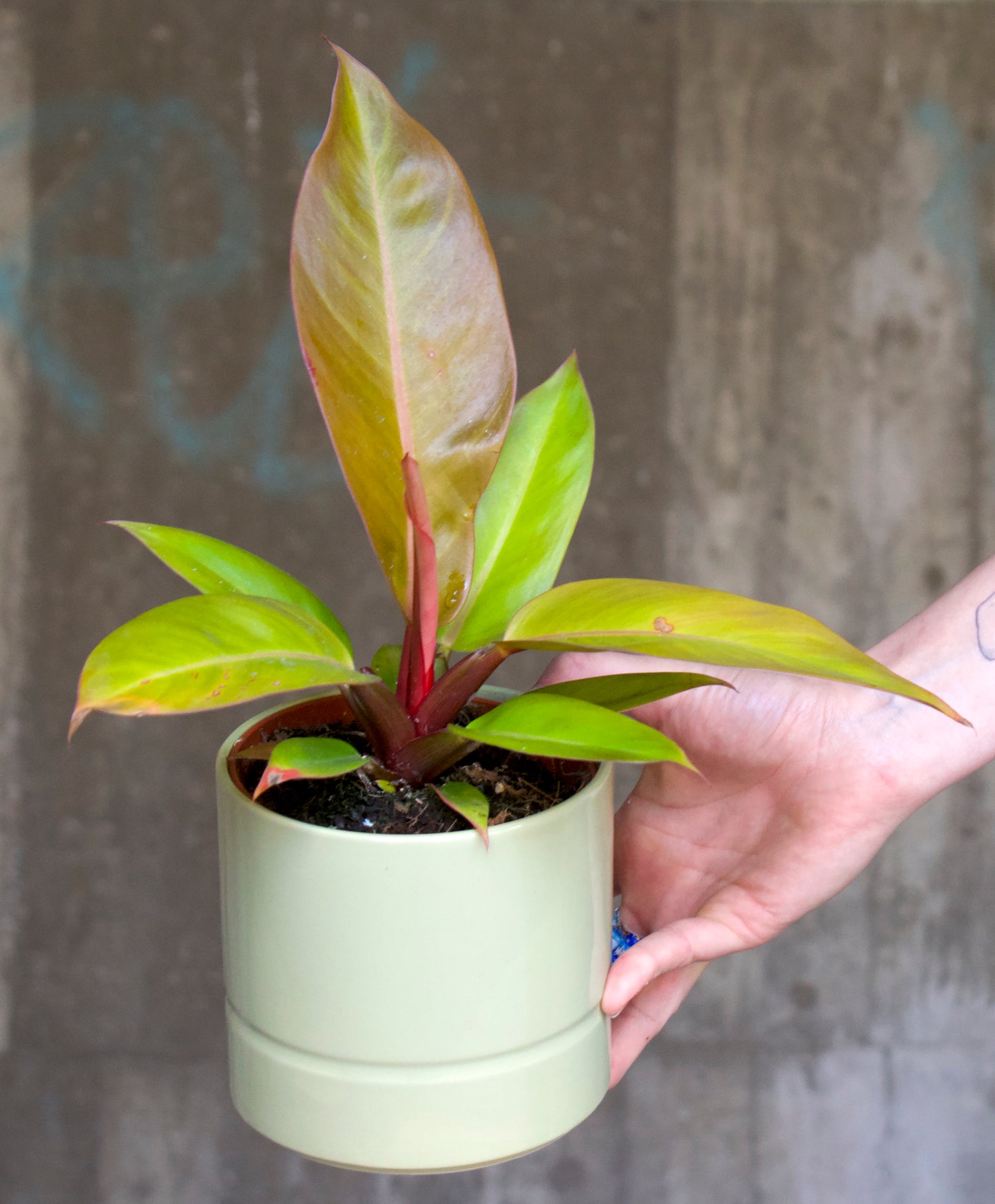 Philodendron Erubescens 'Prince Of Orange'