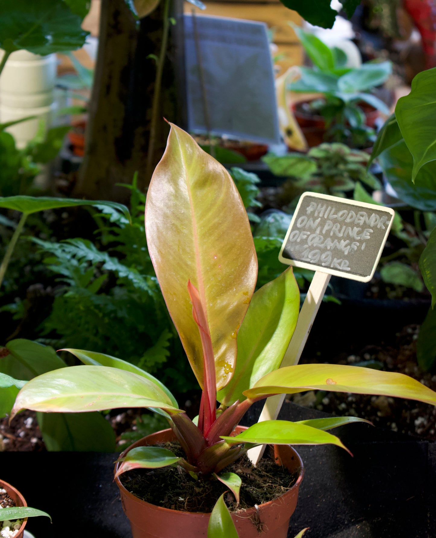 Philodendron Erubescens 'Prince Of Orange'