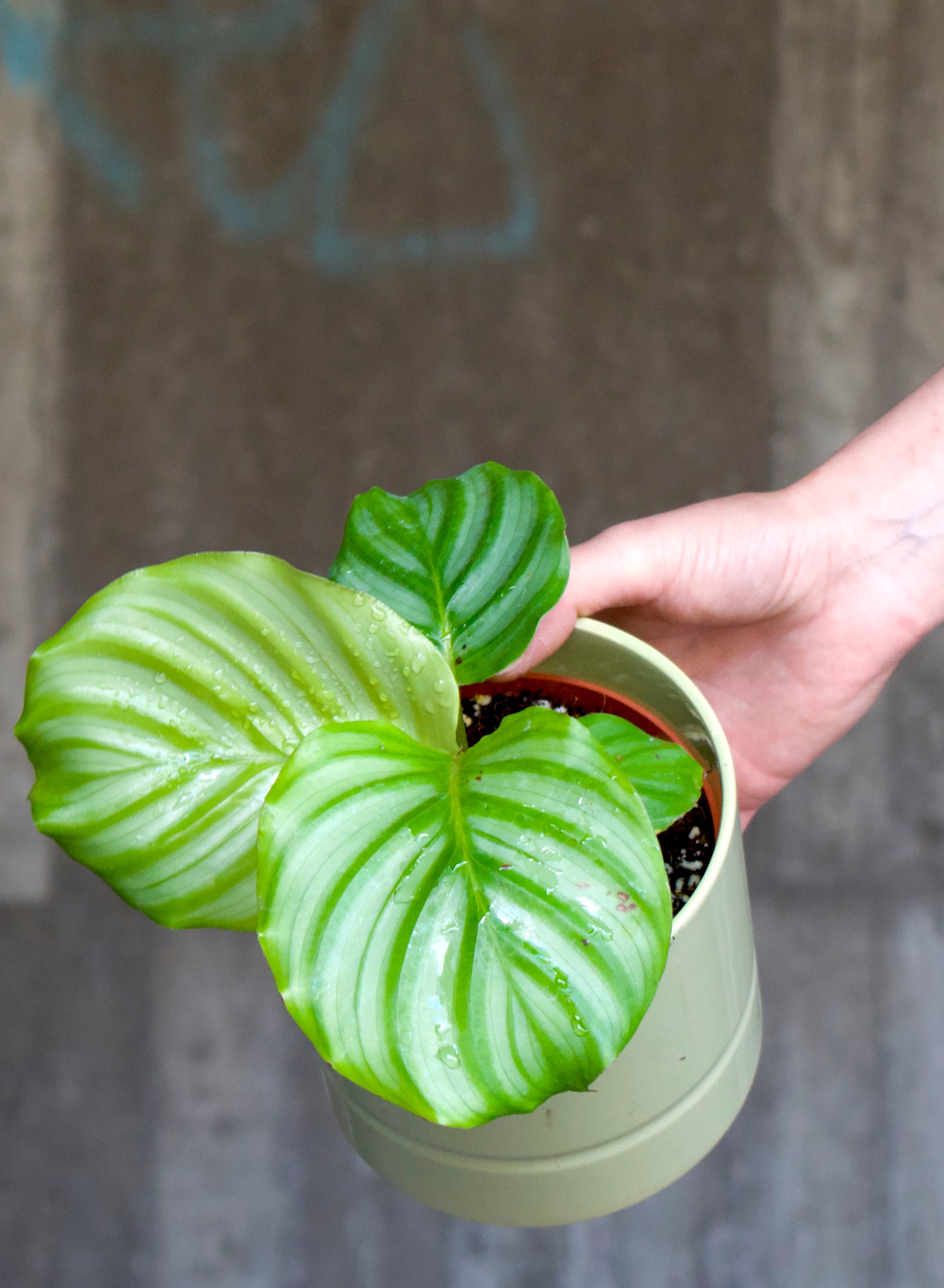 Calathea Orbifolia