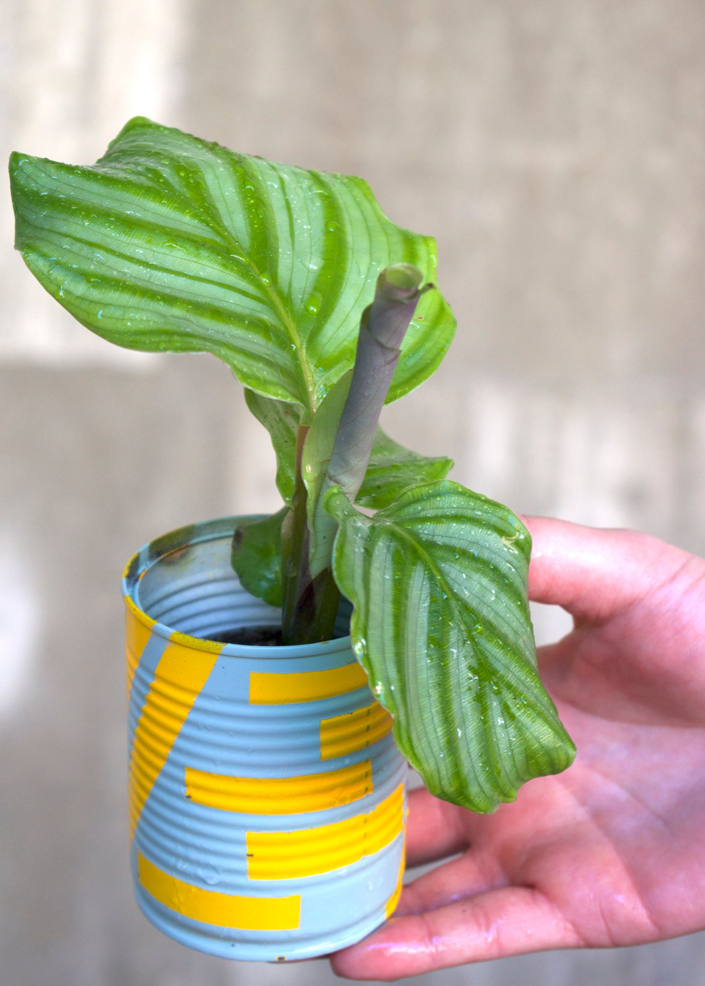 Calathea Orbifolia