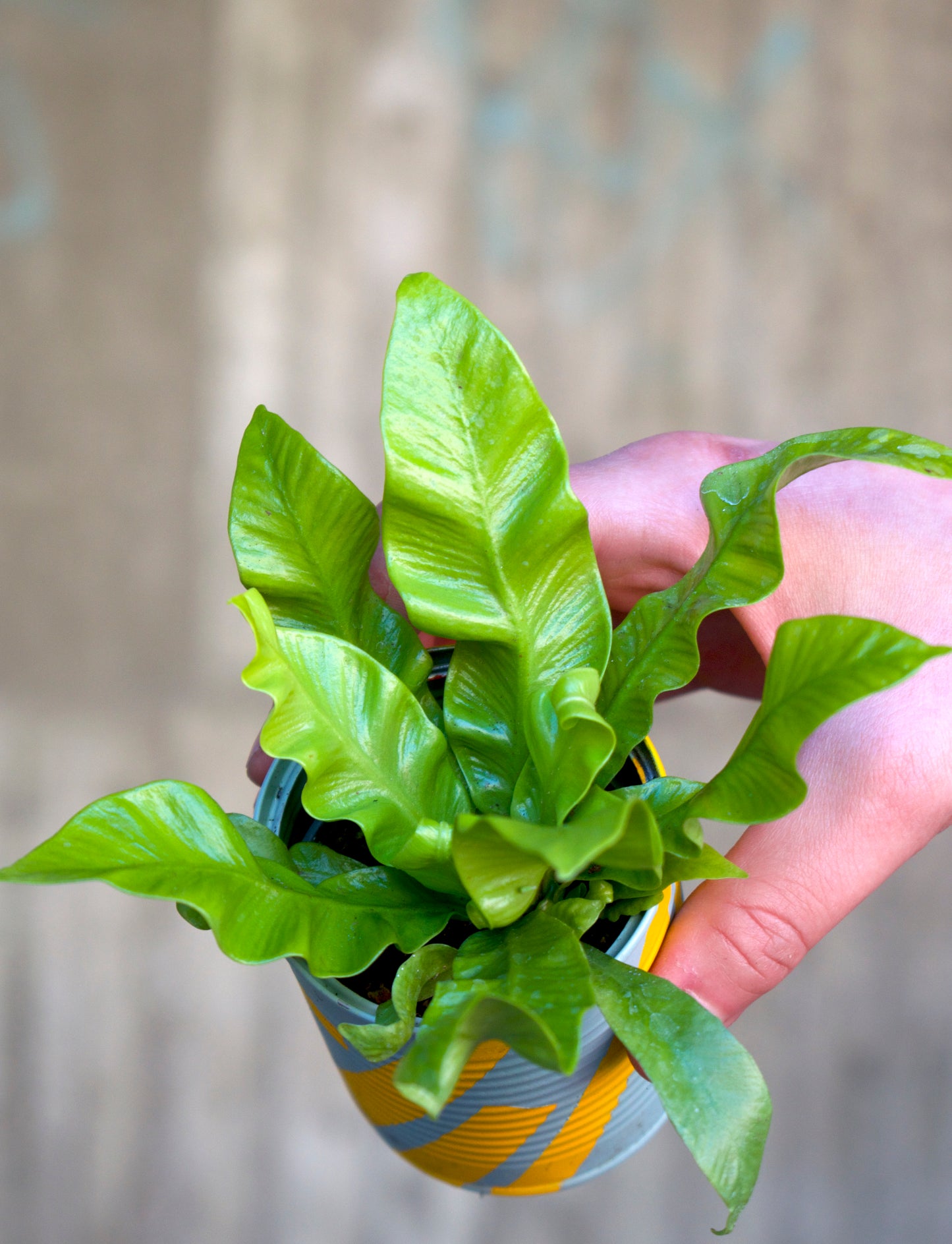 Asplenium nidus 'Crispy Wave'