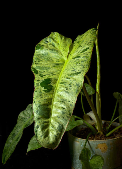 Philodendron Paraiso Verde