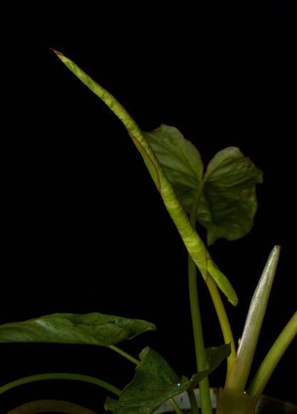 Philodendron Paraiso Verde