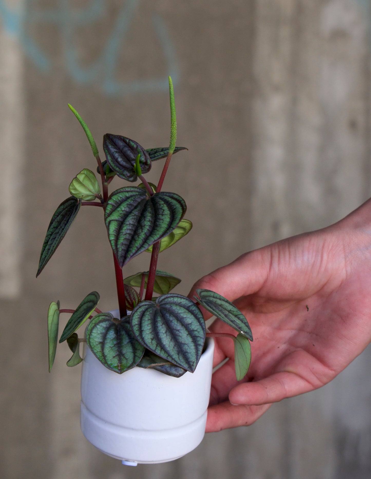 Peperomia caperata 'Napoli Nights'