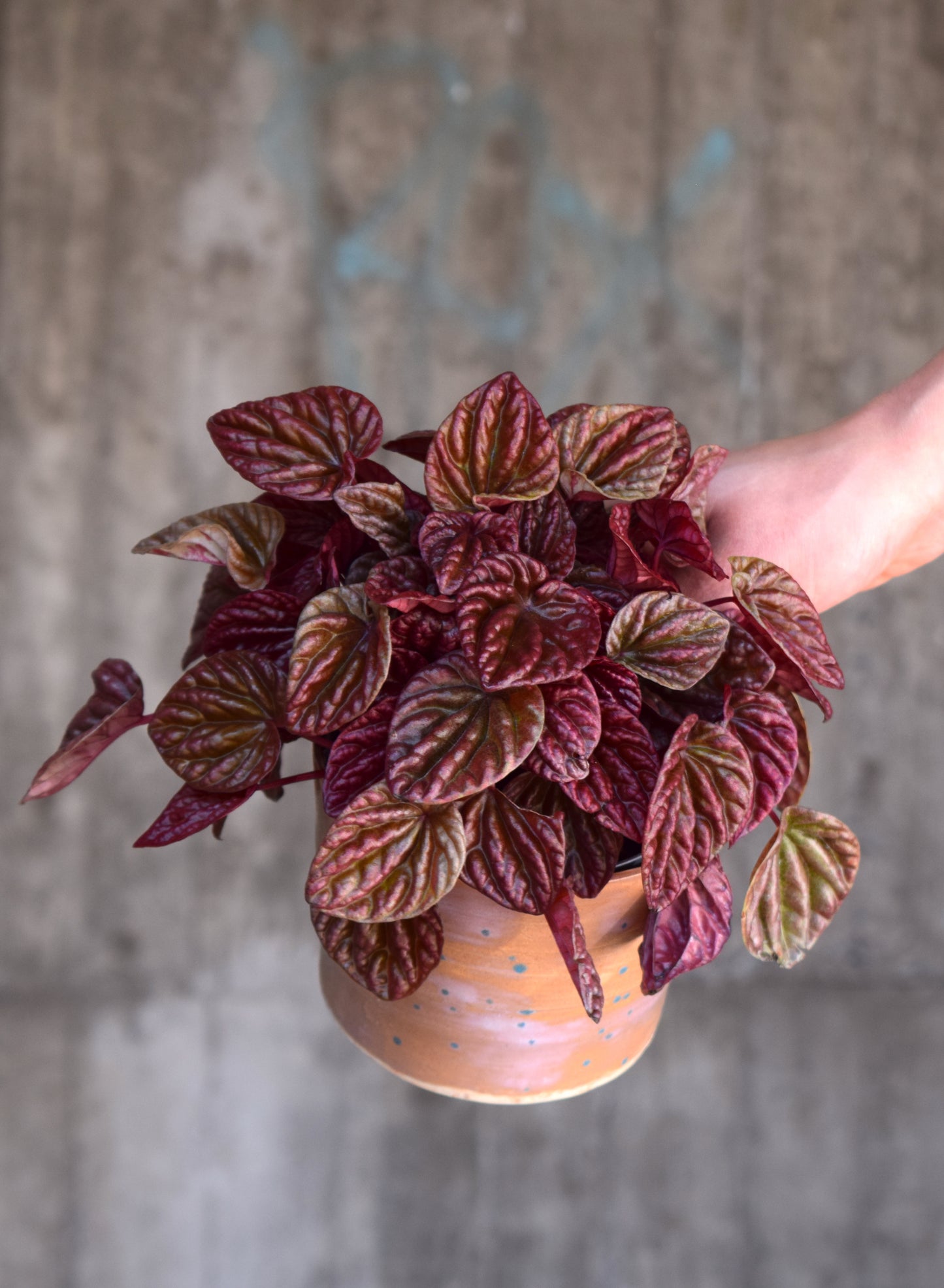 Peperomia Caperata 'Quito'