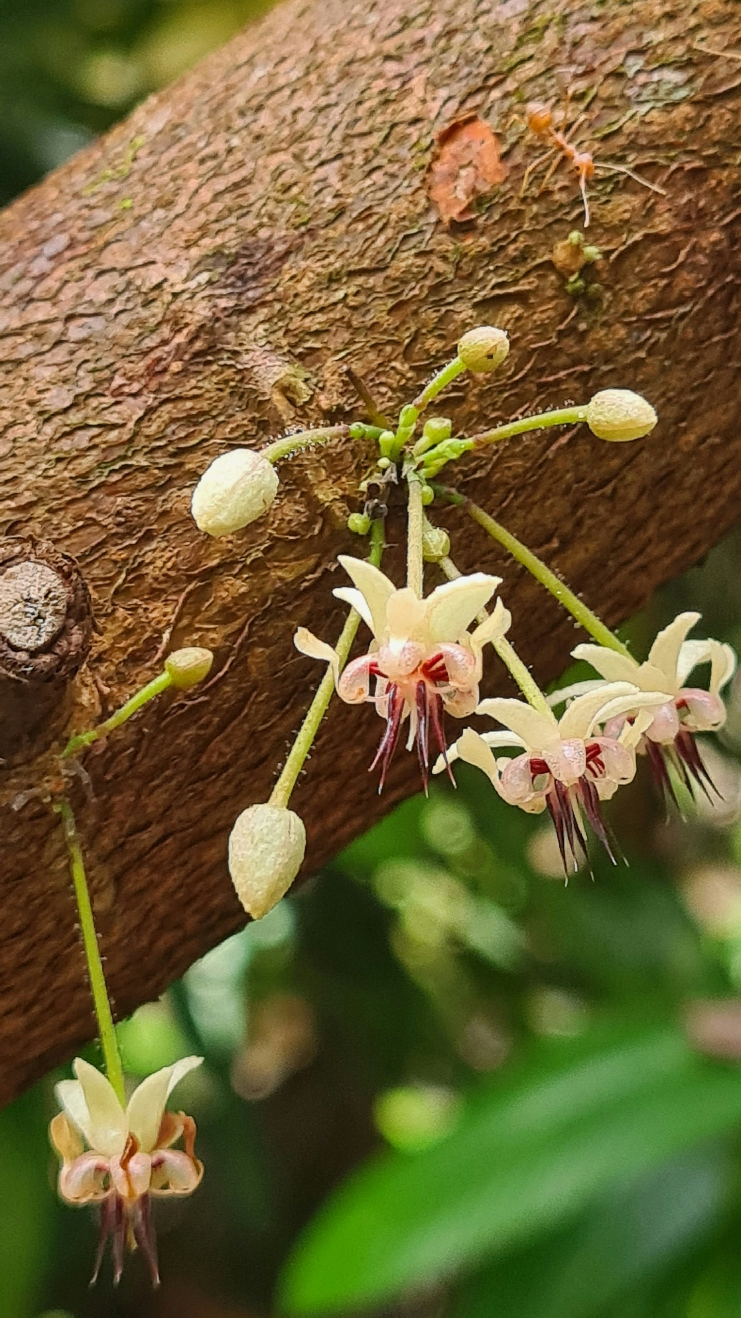 Cacao tree, 'Theobroma cacao'