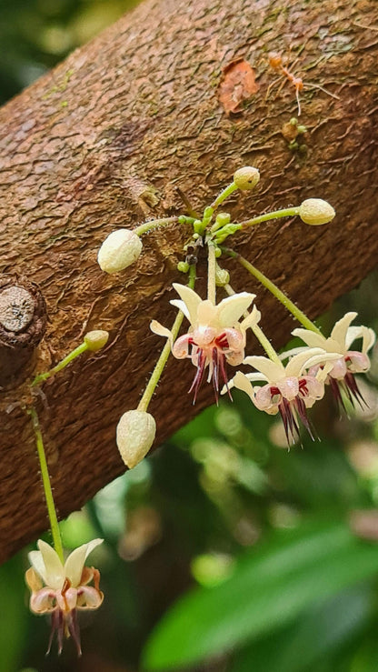 Kakaobaum 'Theobroma cacao'
