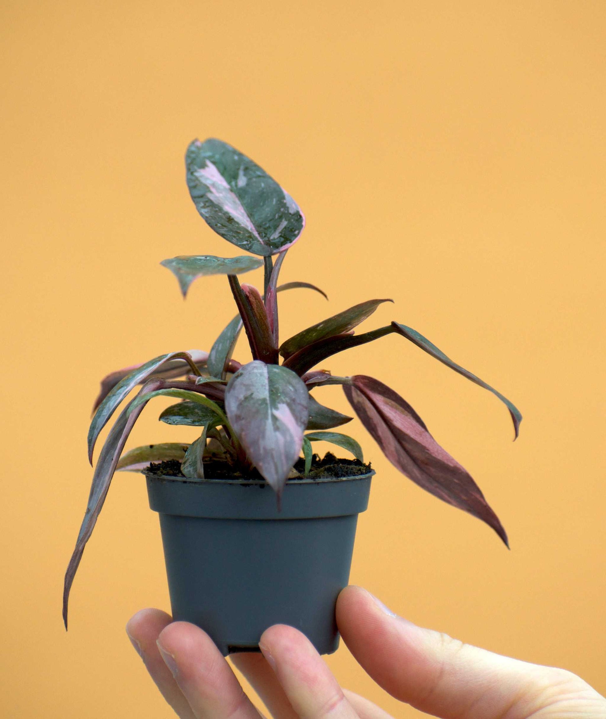 Philodendron 'Pink Princess Marble'