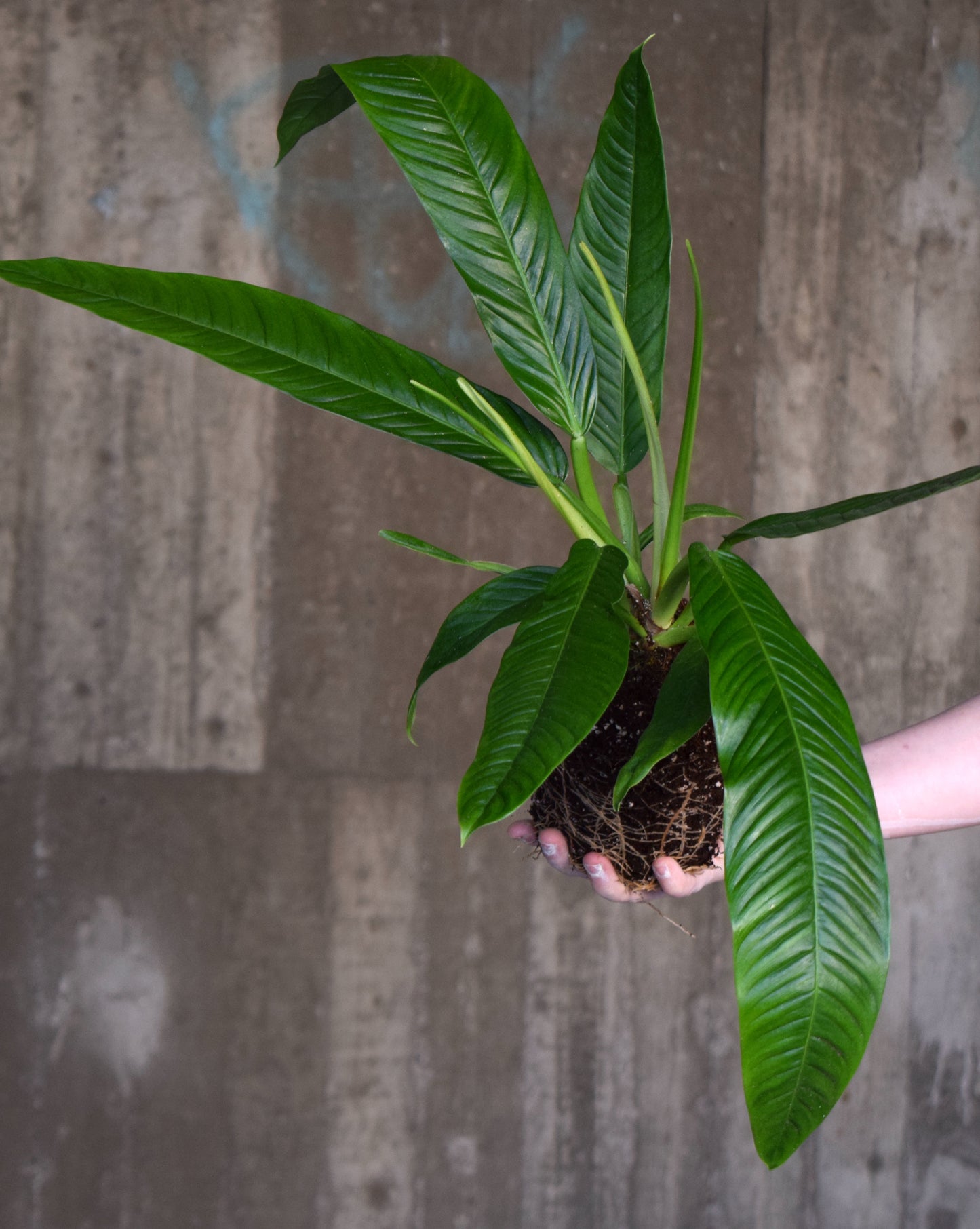 Philodendron Campii