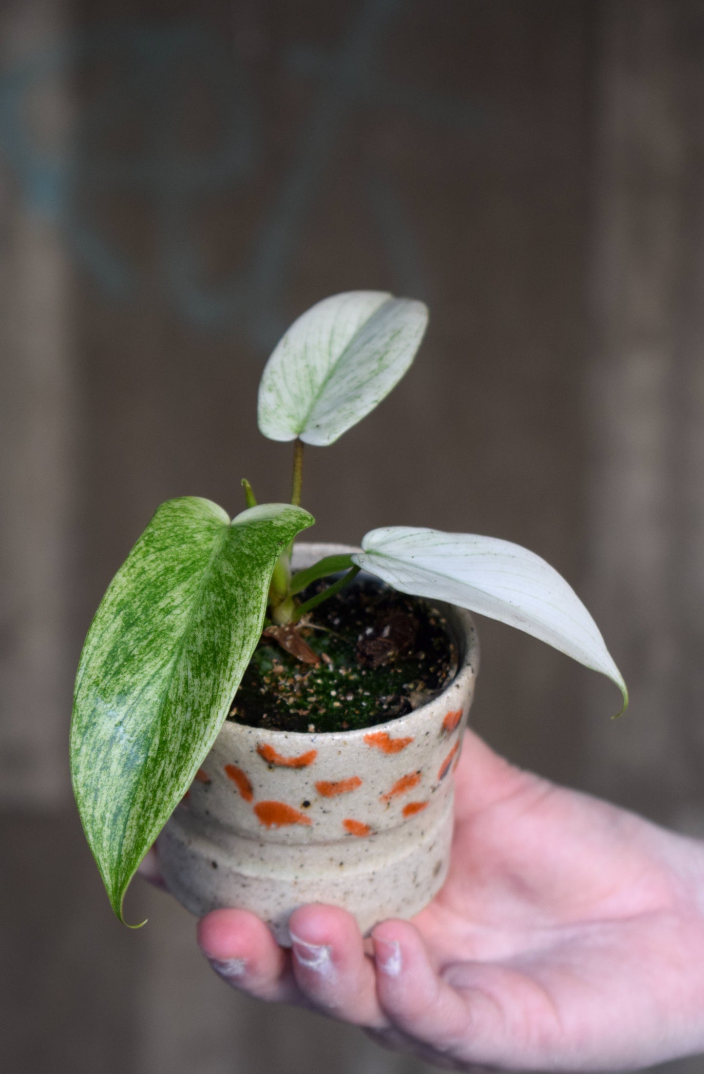 Philodendron 'Florida Ghost'