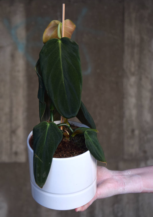 Philodendron Gigas