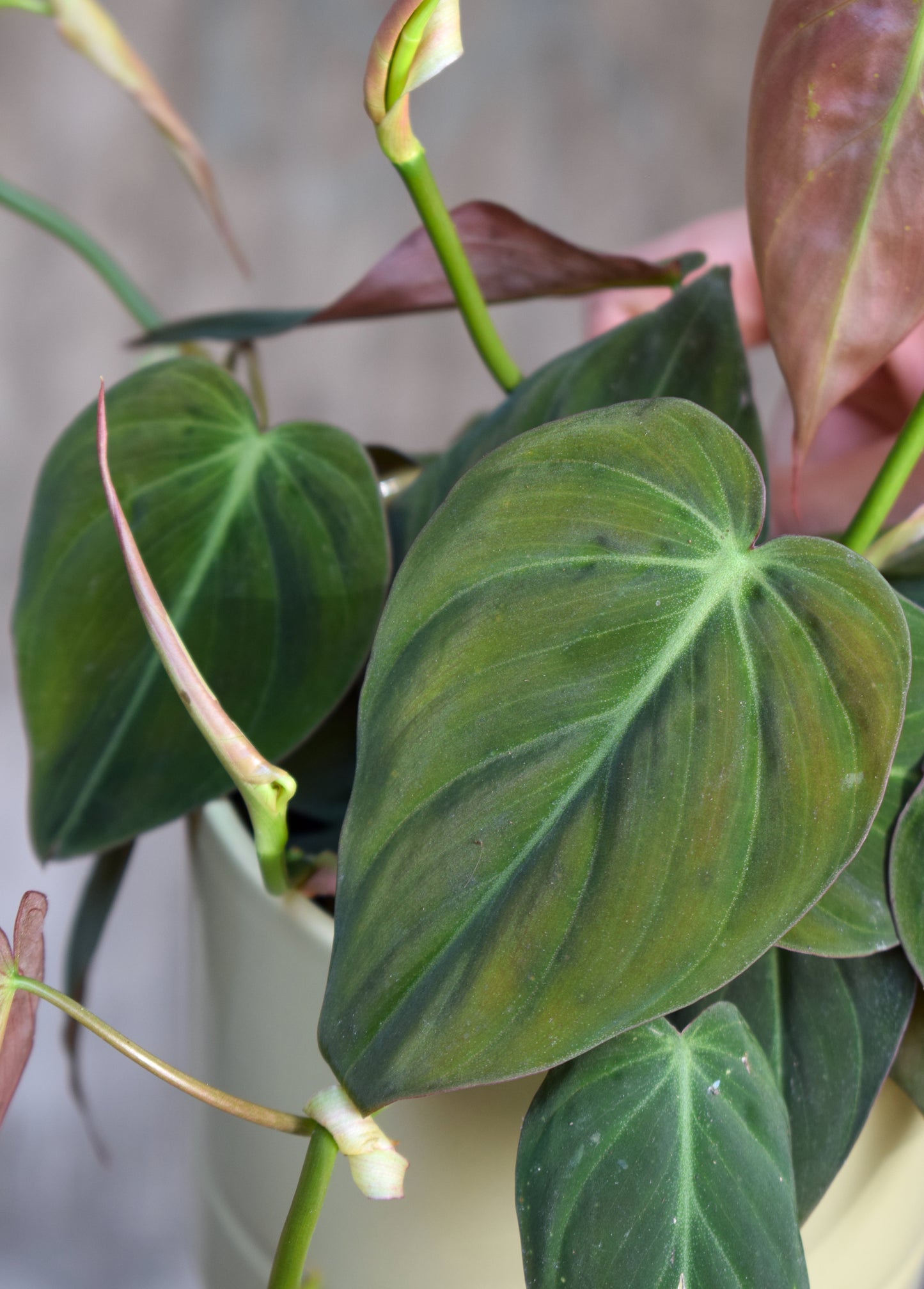 Philodendron Micans