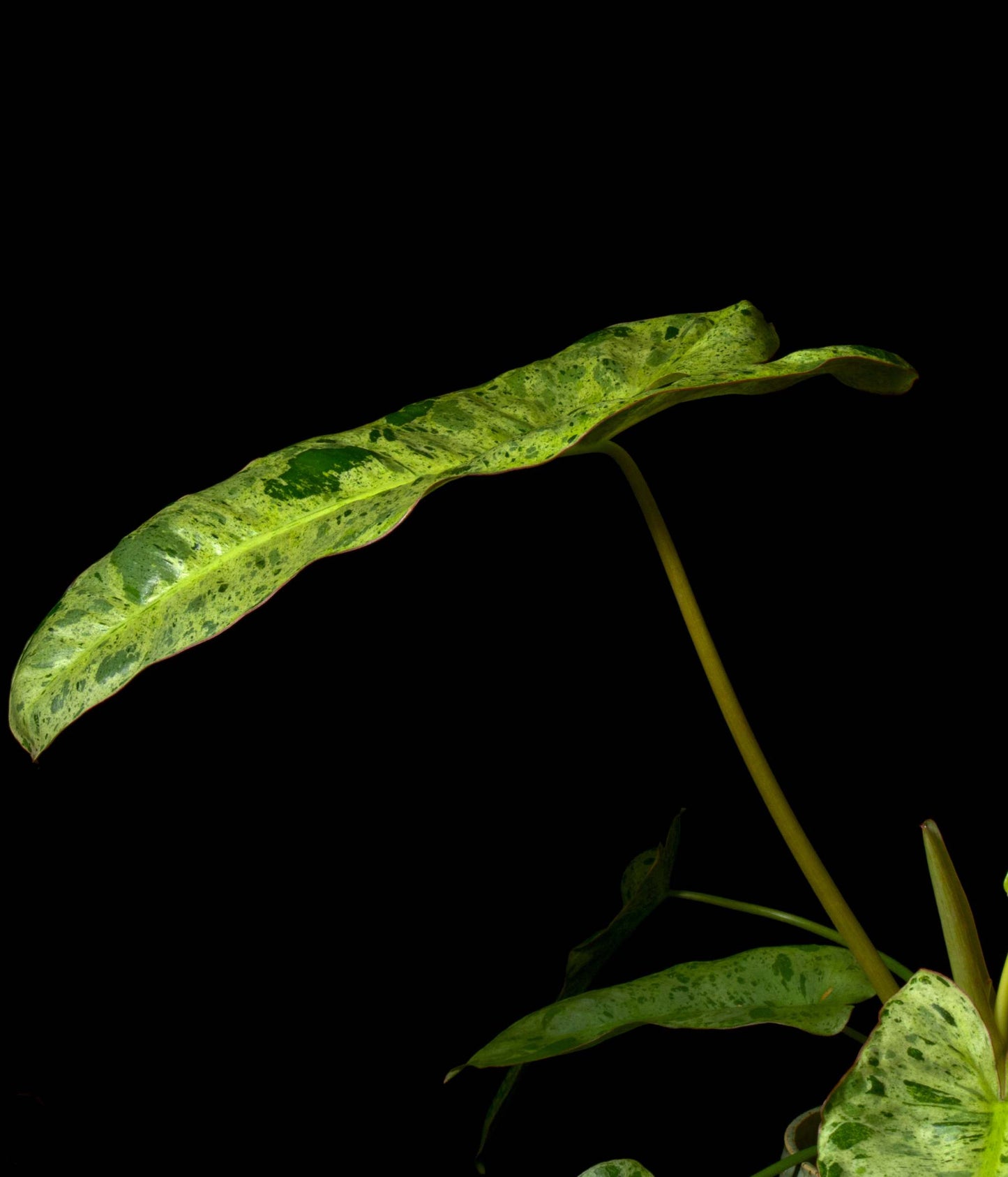 Philodendron Paraiso Verde