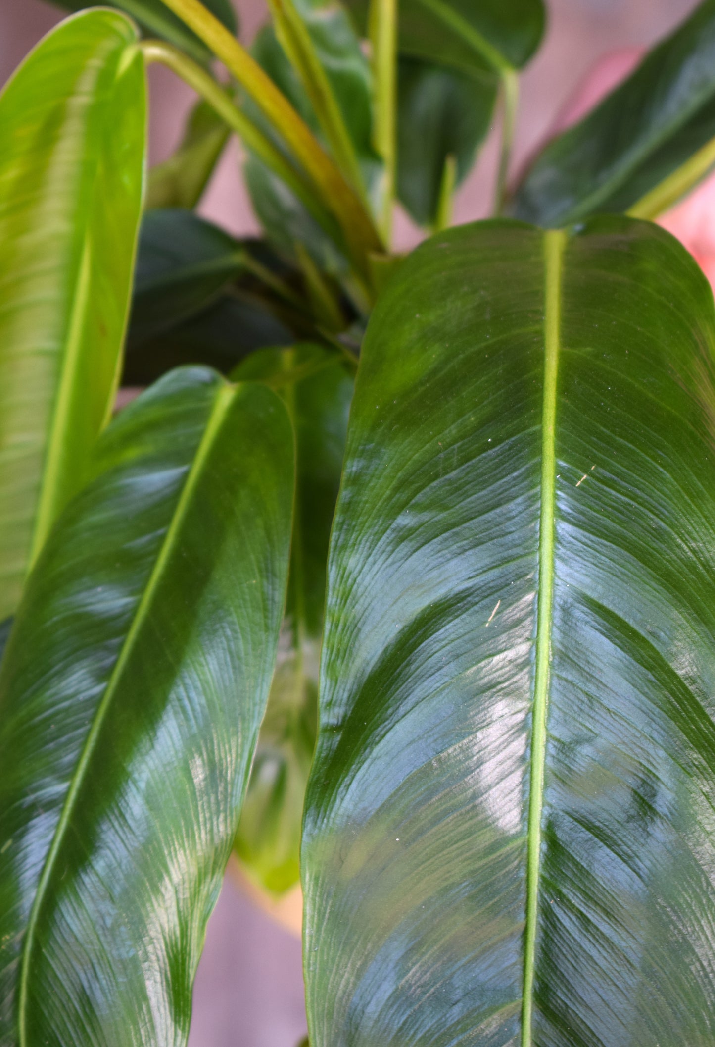 Philodendron Patriciae